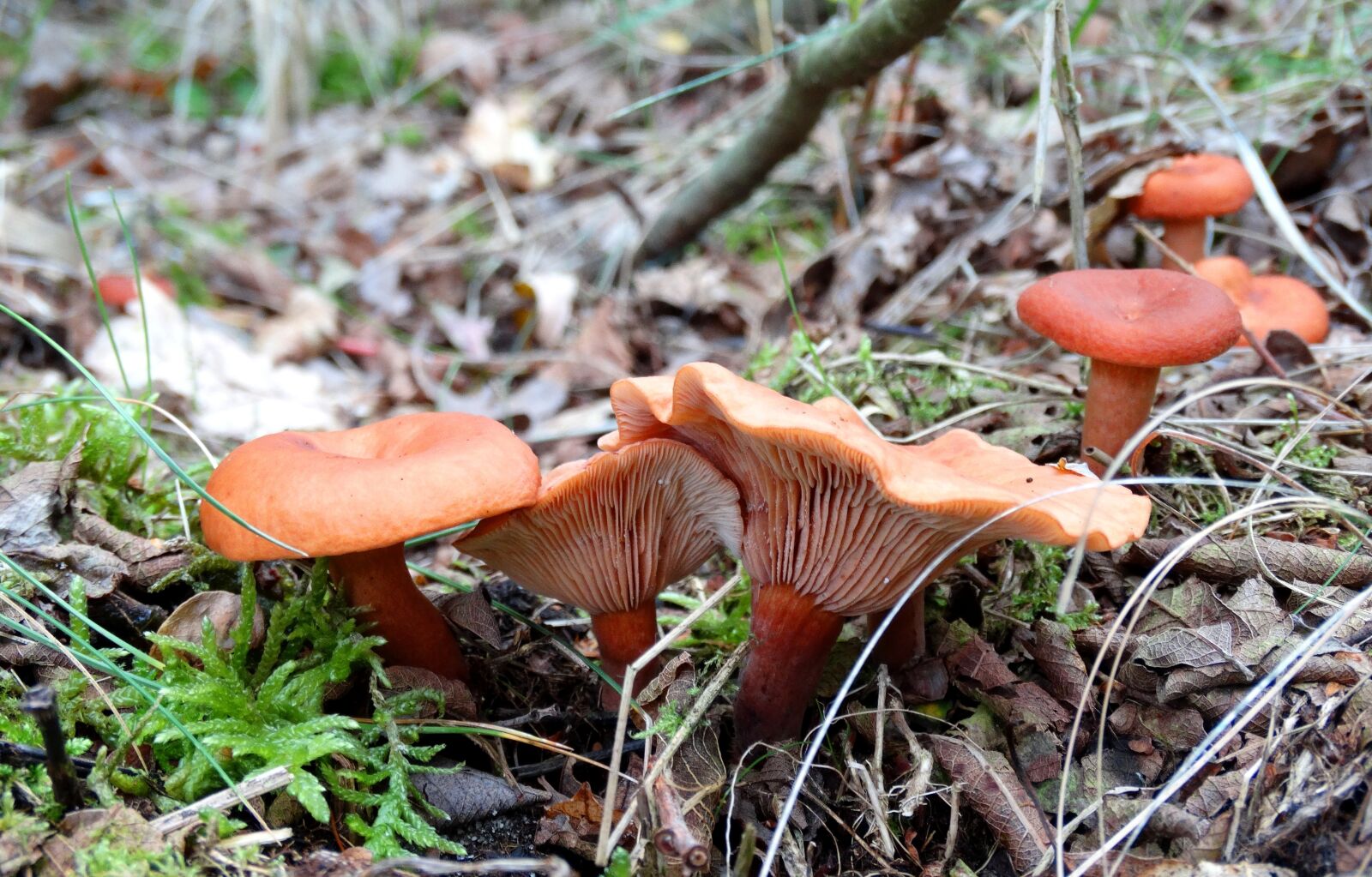 Sony Cyber-shot DSC-HX300 sample photo. Autumn, mushrooms, leaves photography