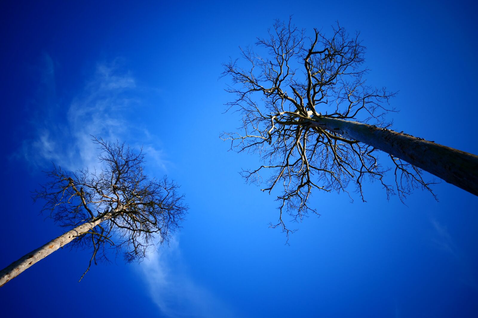 Panasonic Lumix DMC-FZ2500 (Lumix DMC-FZ2000) sample photo. Dead, trees, dried photography