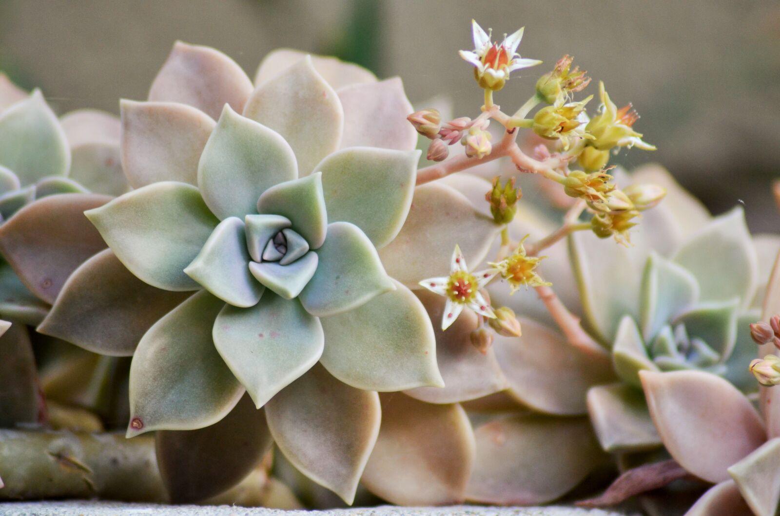 Nikon D5100 sample photo. Succulent, plant, nature photography