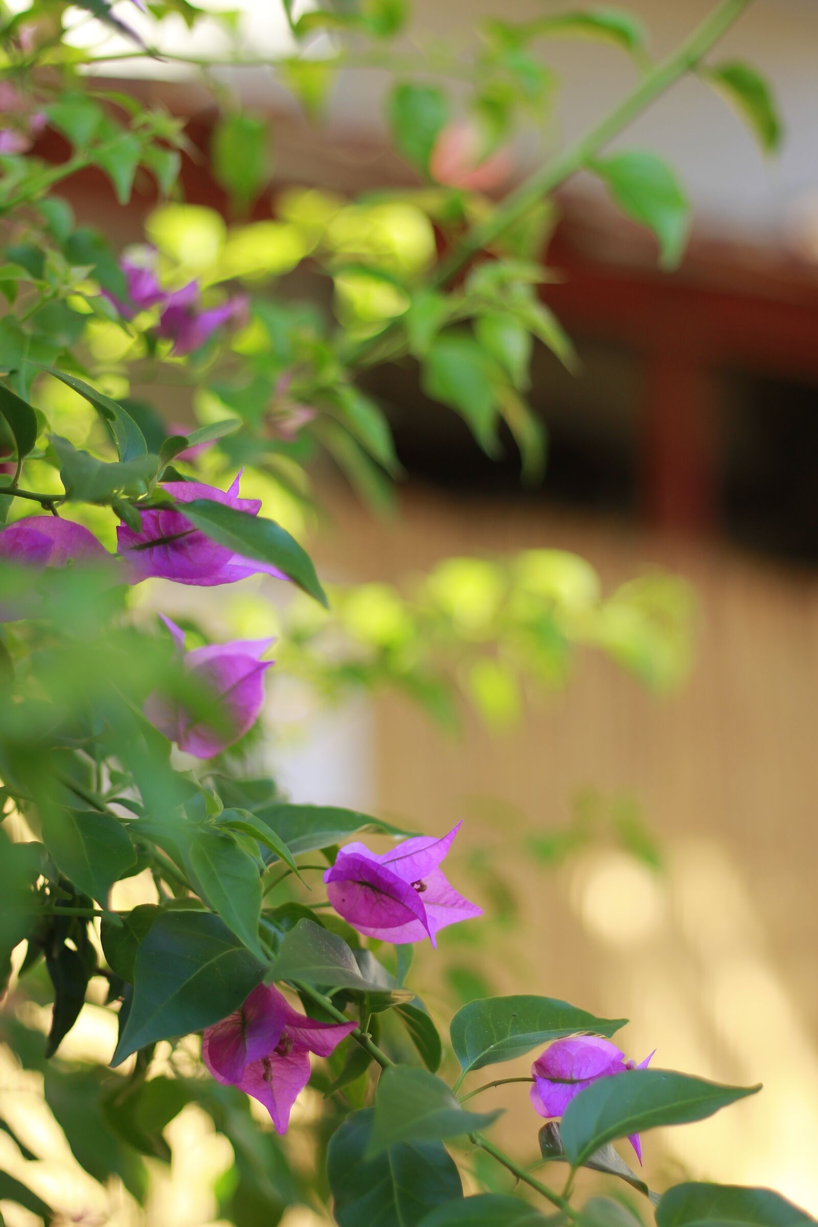 Canon EOS 1100D (EOS Rebel T3 / EOS Kiss X50) + Canon EF 50mm F1.8 II sample photo. Hotel, flower, bush photography