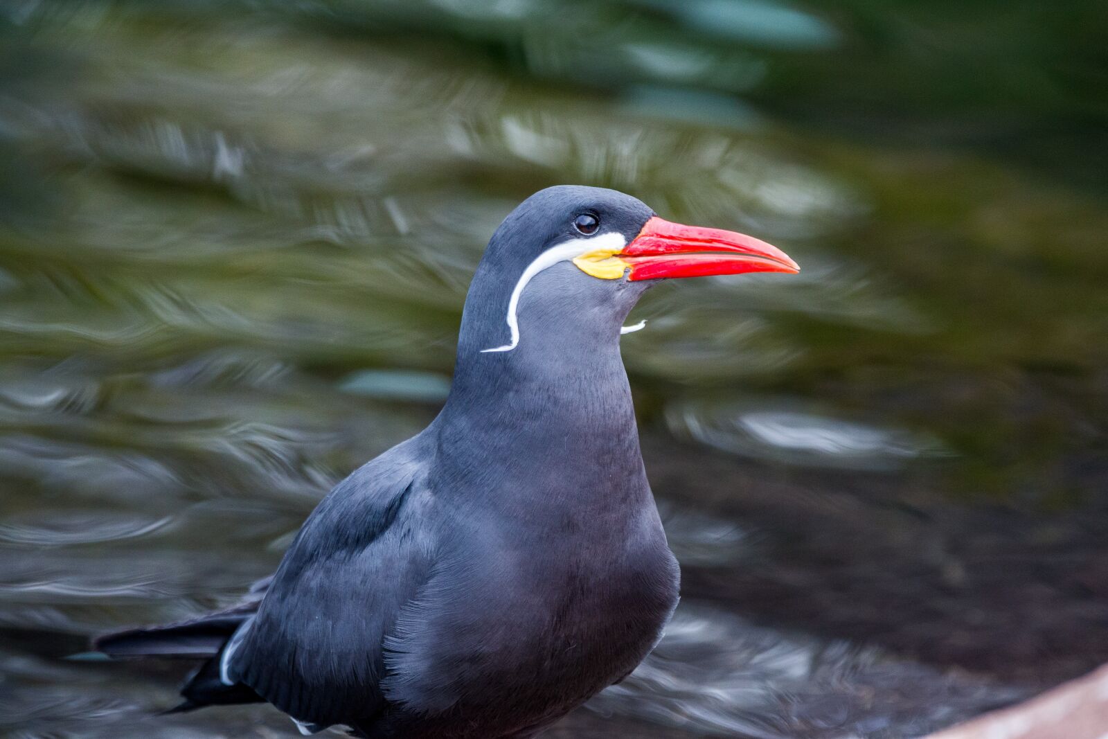 150-600mm F5-6.3 DG OS HSM | Contemporary 015 sample photo. Inca tern, tern, coastal photography