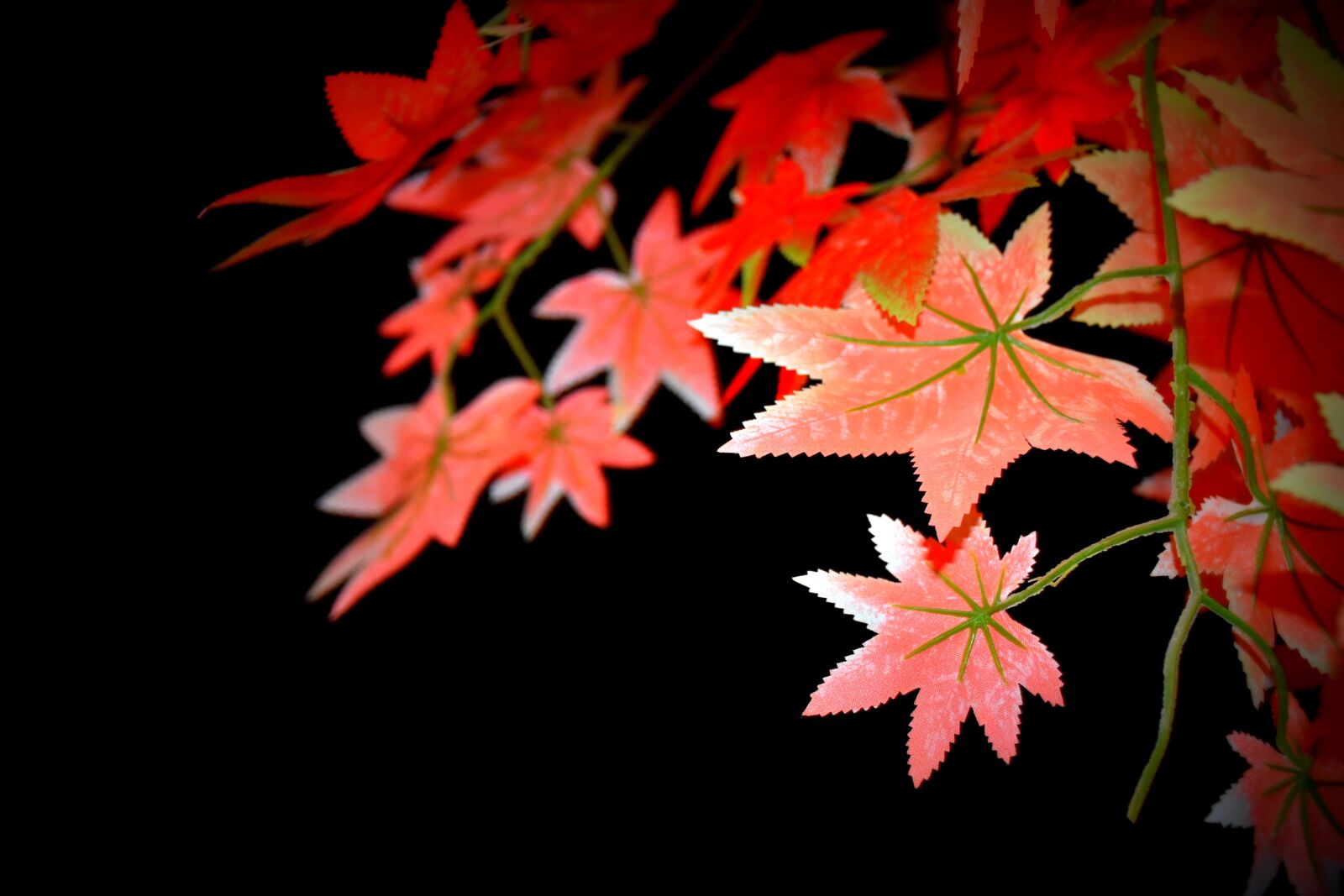 Nikon D7200 sample photo. Leaf, night view, tree photography