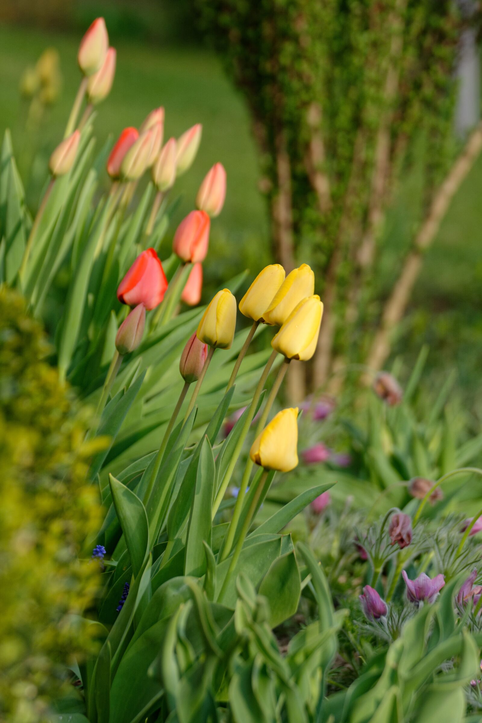 Nikon D5200 sample photo. Tulips, spring, flowers photography