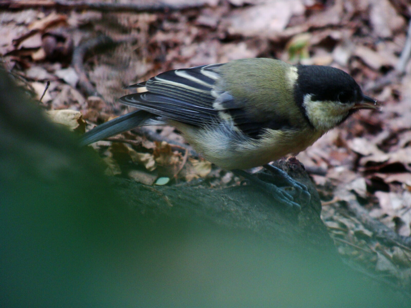 Sony Cyber-shot DSC-H10 sample photo. Autumn, bird, curious, hungry photography