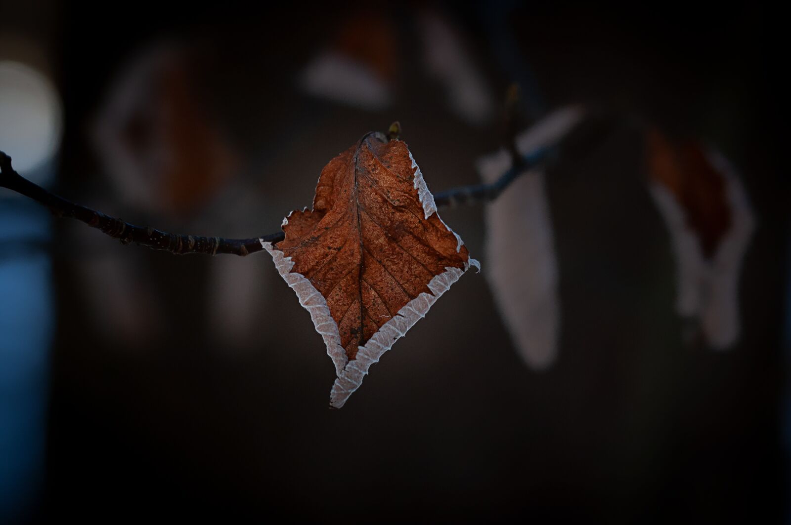 Nikon D90 sample photo. Leaf, dry, autumn photography