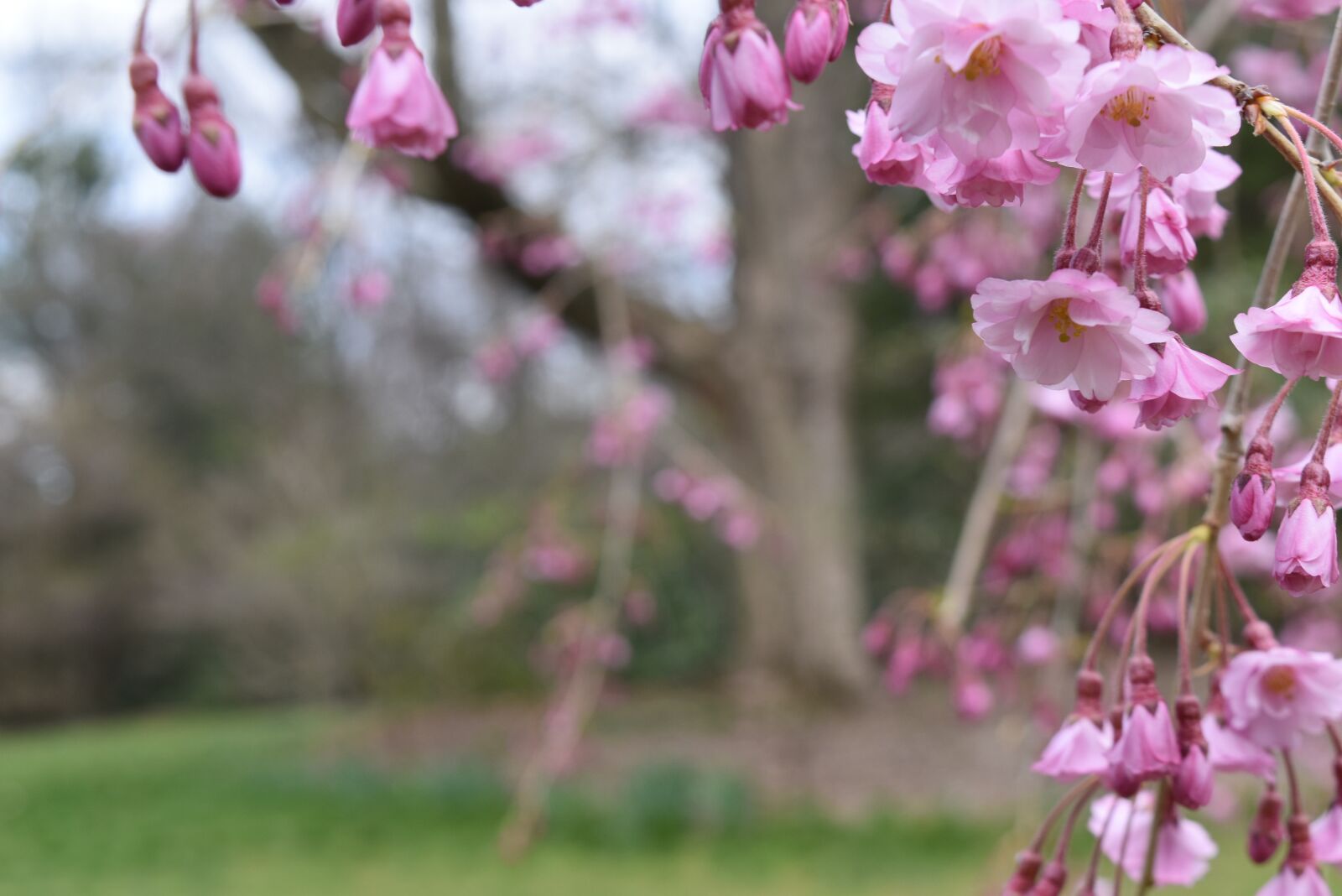 Nikon D5500 sample photo. Tree, flower, blossom photography