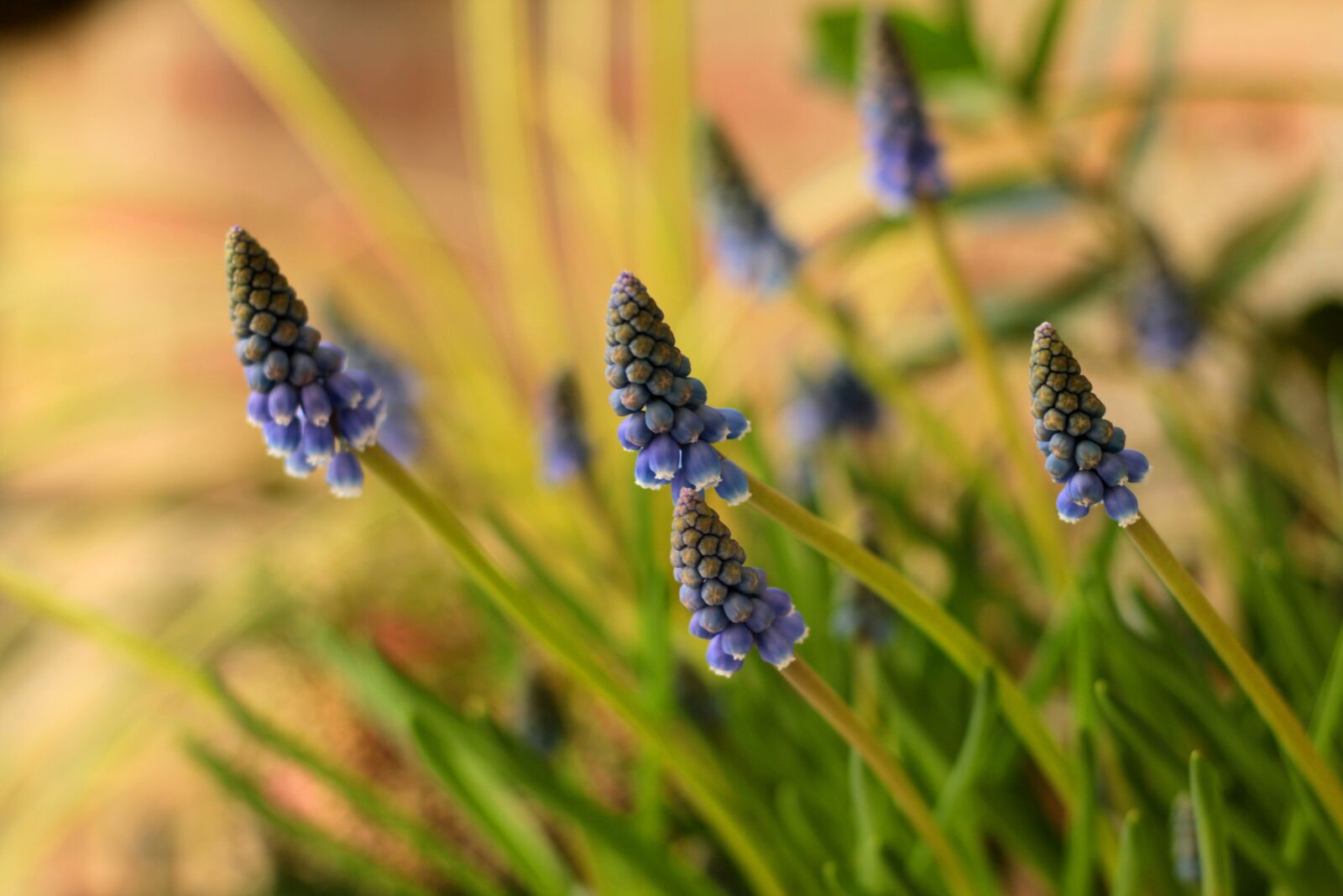 Canon EF 50mm F1.8 STM sample photo. Muscari botryoides, spring, muscari photography