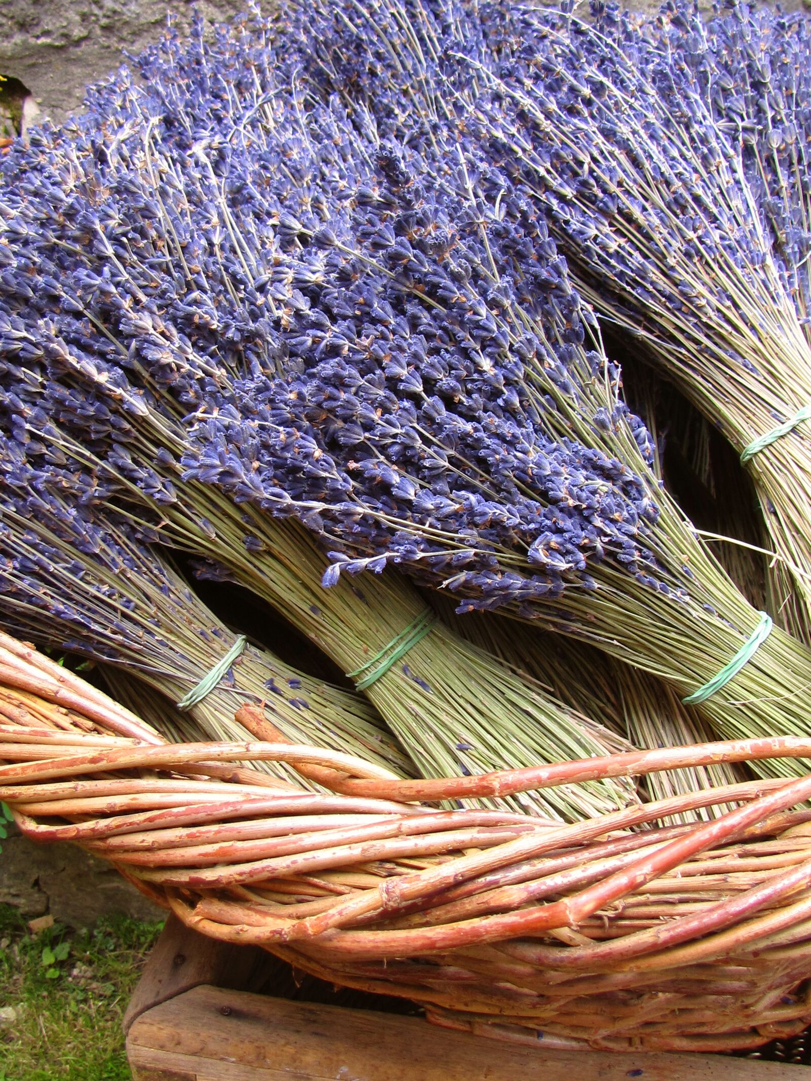 Canon PowerShot SX20 IS sample photo. Lavender, dried, plant photography