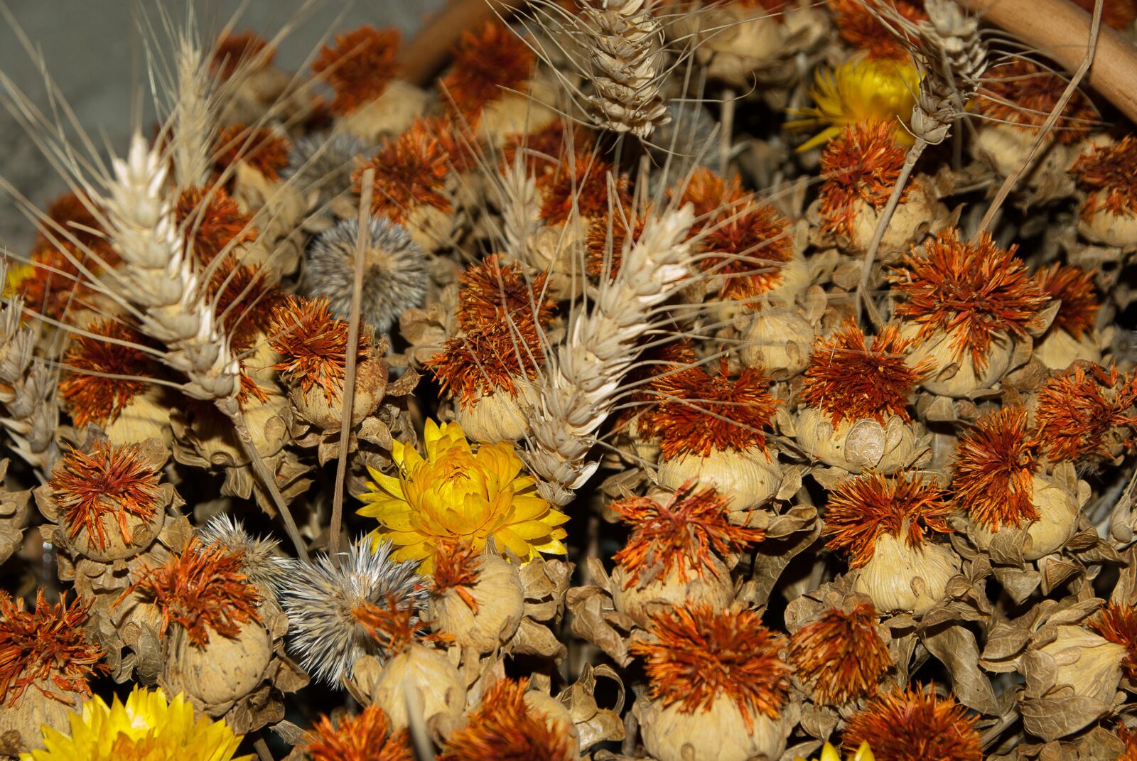 Pentax K10D sample photo. Dried flowers, spikes, wheat photography