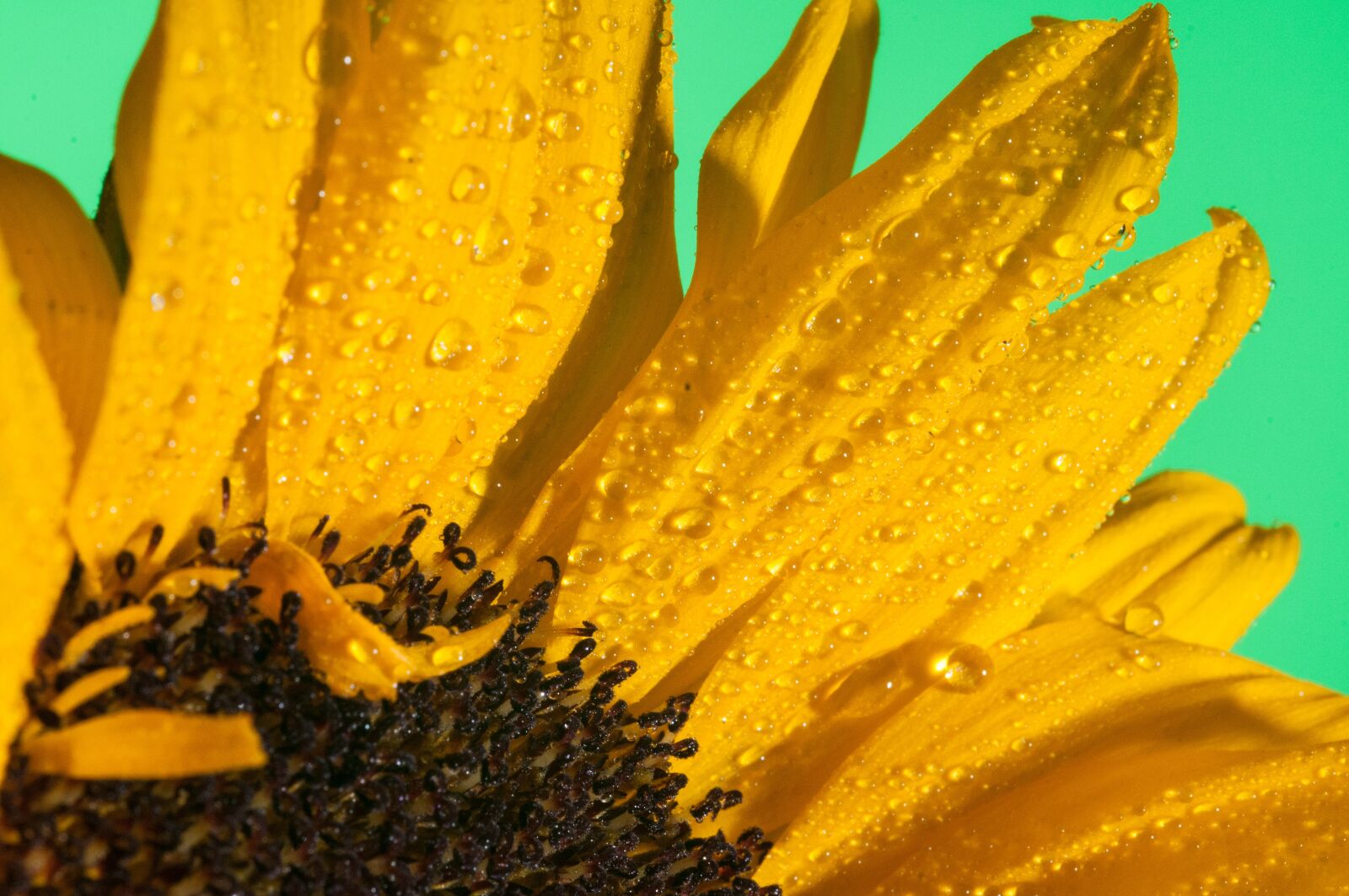 Nikon D300 sample photo. Flower, macro, close up photography