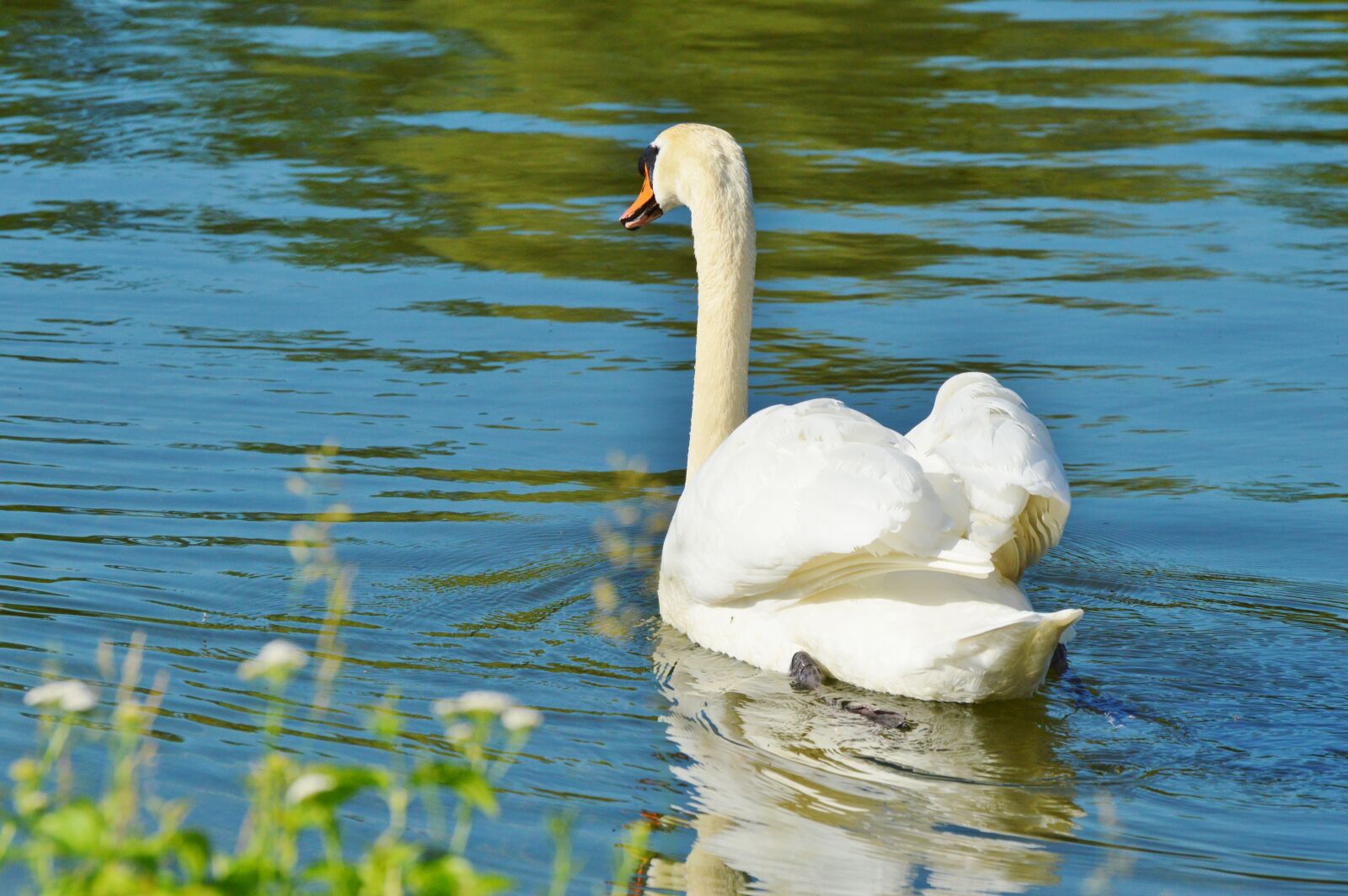 Nikon D3200 sample photo. Swan, bird, water bird photography