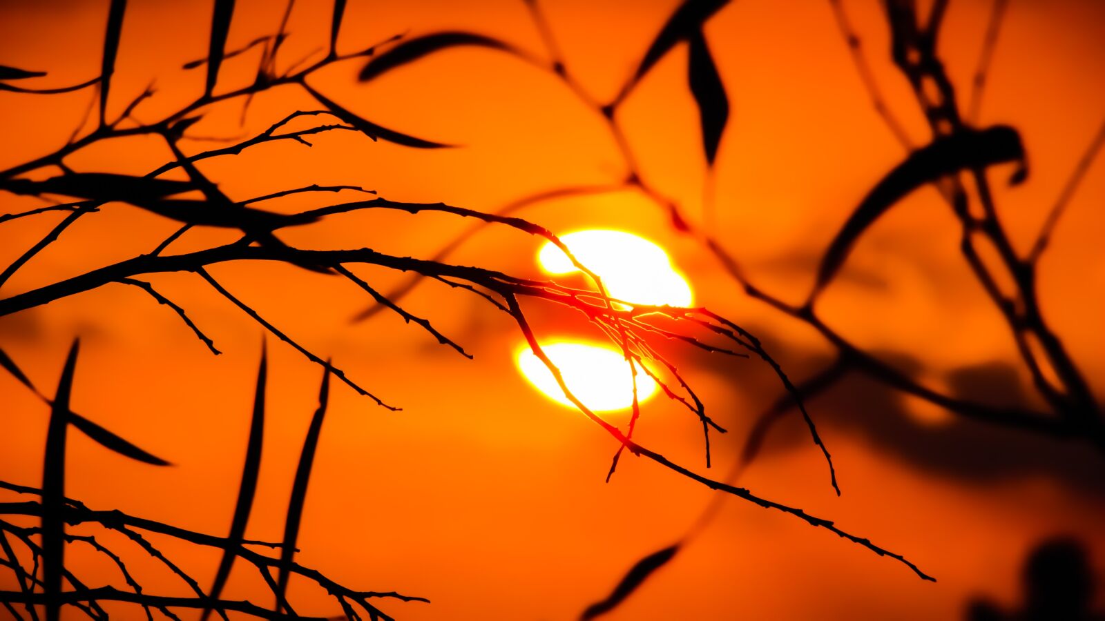 Canon PowerShot SX400 IS sample photo. Branch, sunset, nature photography
