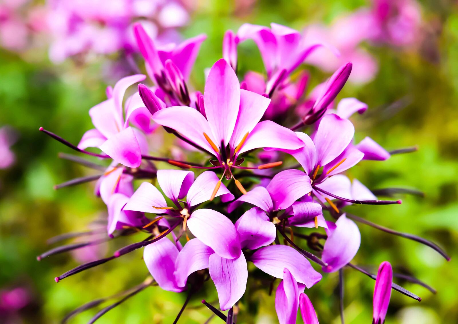 Nikon D3300 sample photo. Beautiful, macro, nature, garden photography