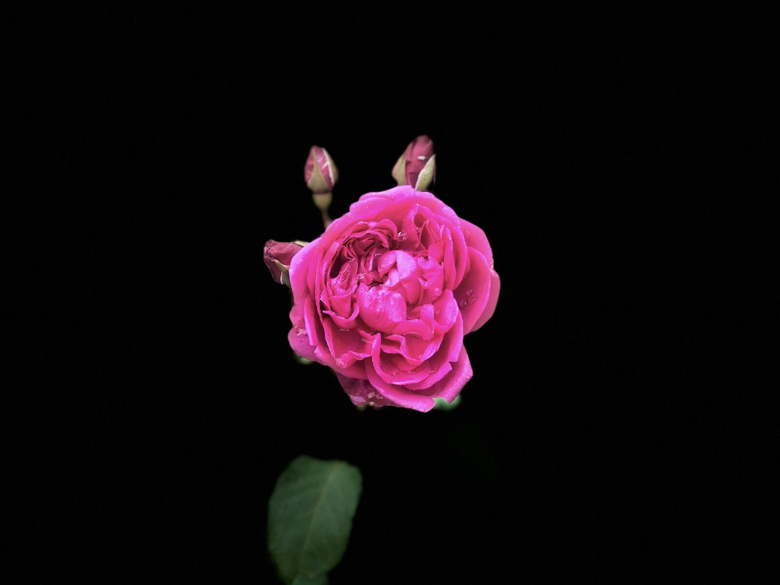 Apple iPhone 8 Plus sample photo. Flower, bloom, nature photography
