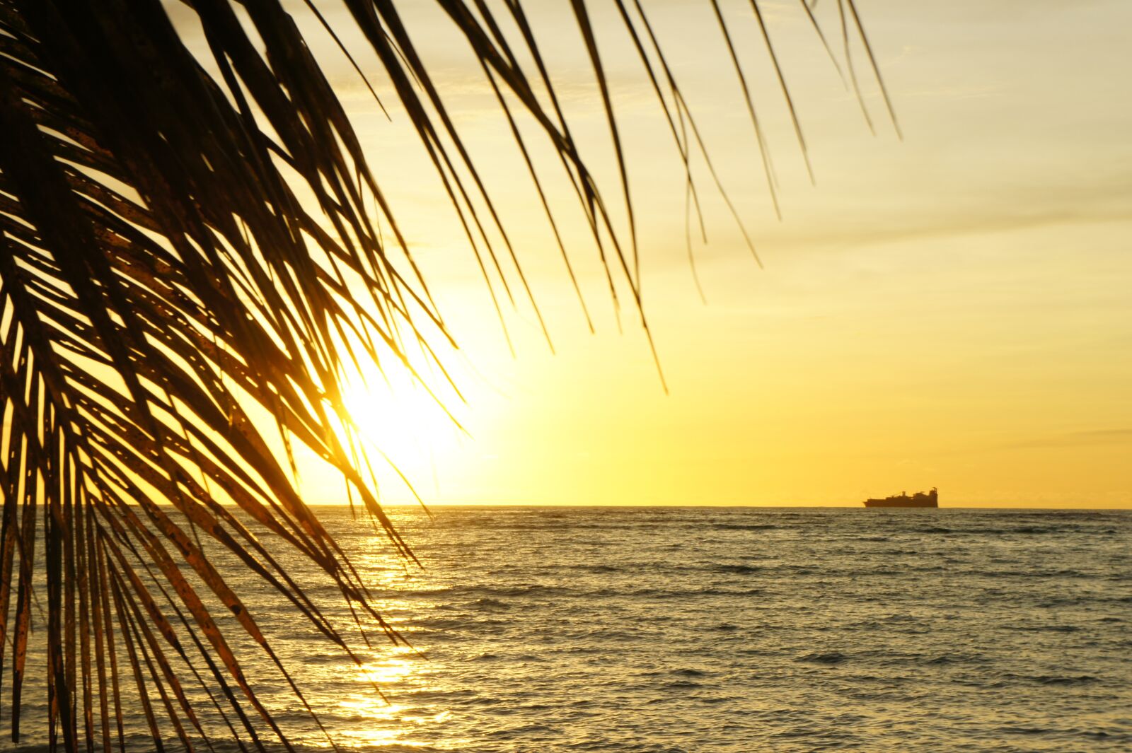 Sony Alpha NEX-3 + Sony E 18-55mm F3.5-5.6 OSS sample photo. Beach, sunset, palm tree photography