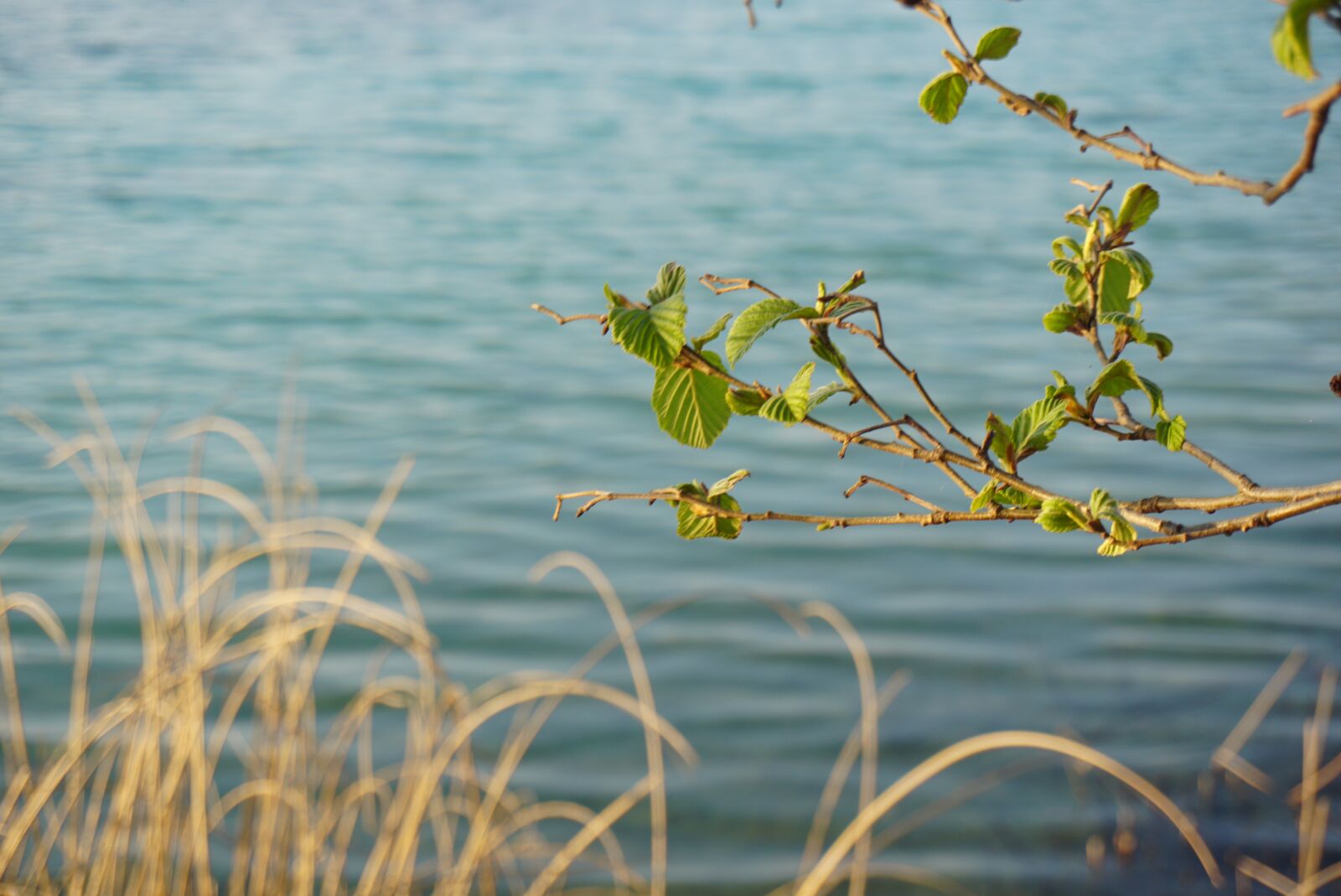 Sony a6000 sample photo. Water, landscape, lake photography