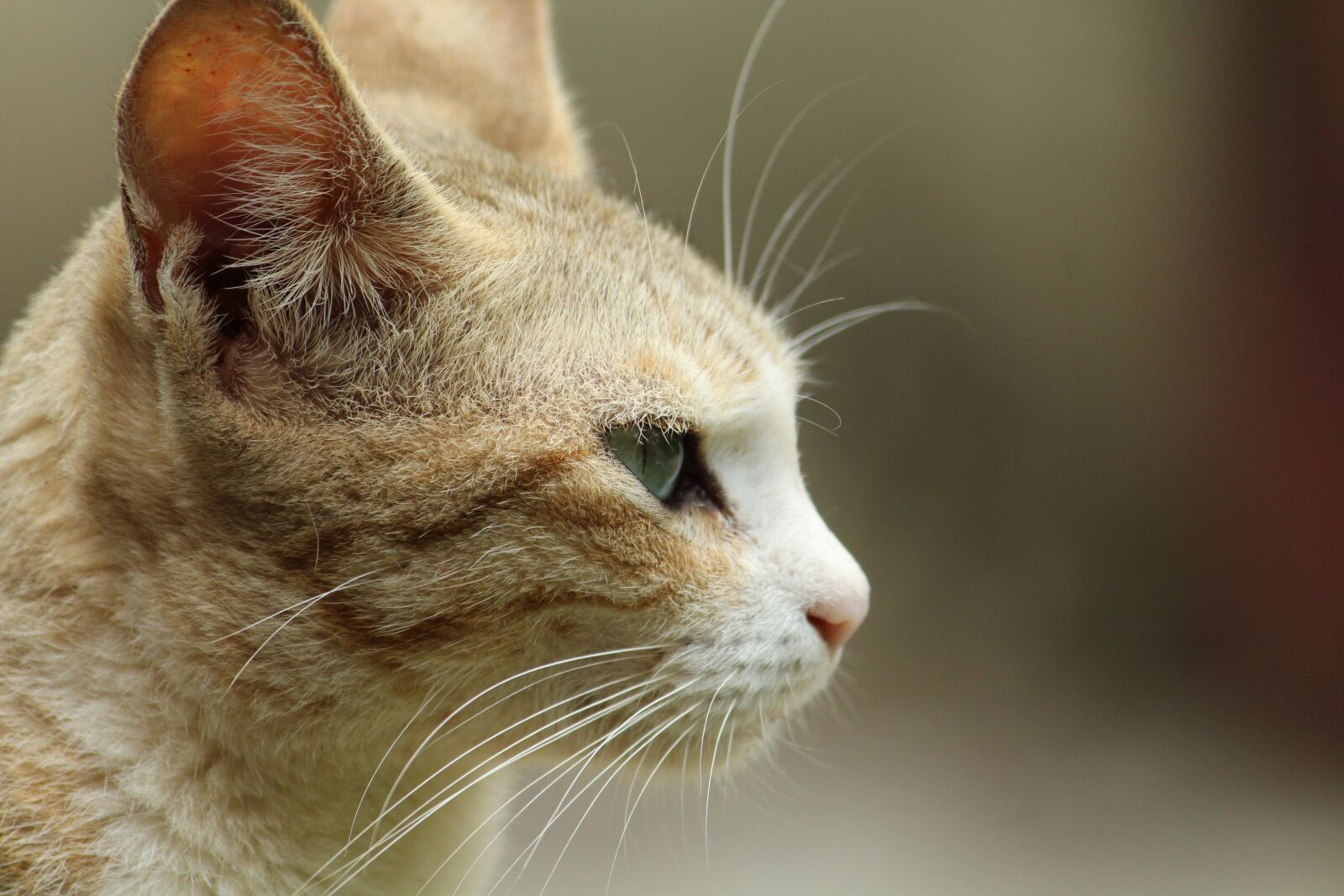 Canon EOS 1300D (EOS Rebel T6 / EOS Kiss X80) sample photo. Cat, animal, cute photography