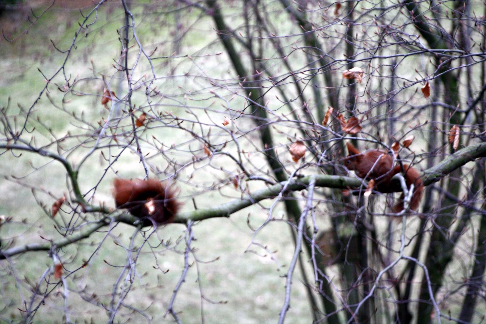 Canon EOS 1000D (EOS Digital Rebel XS / EOS Kiss F) sample photo. Animals, autumn, couple, hamburg photography