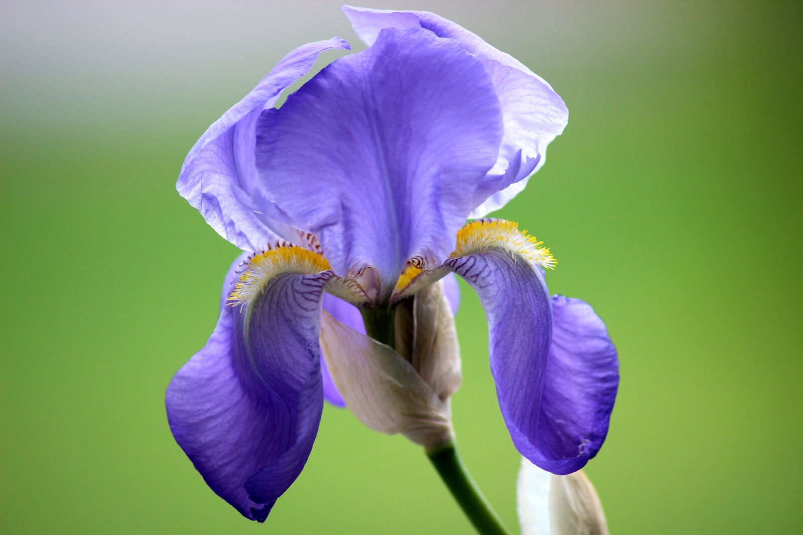 Canon EOS 600D (Rebel EOS T3i / EOS Kiss X5) sample photo. Flower, macro, nature photography