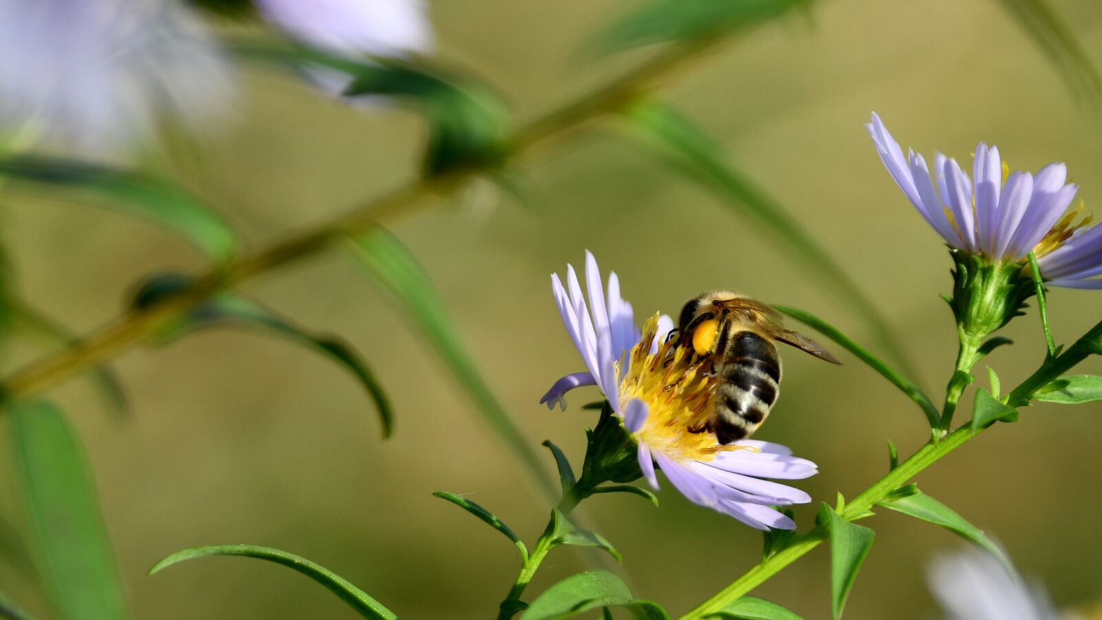 Nikon D7500 sample photo. Bee, nectar, honey photography