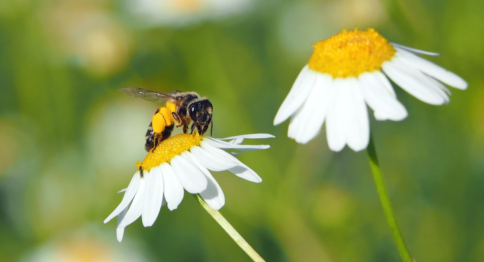 Olympus OM-D E-M1 sample photo. Wild bee, andrena, chamomile photography
