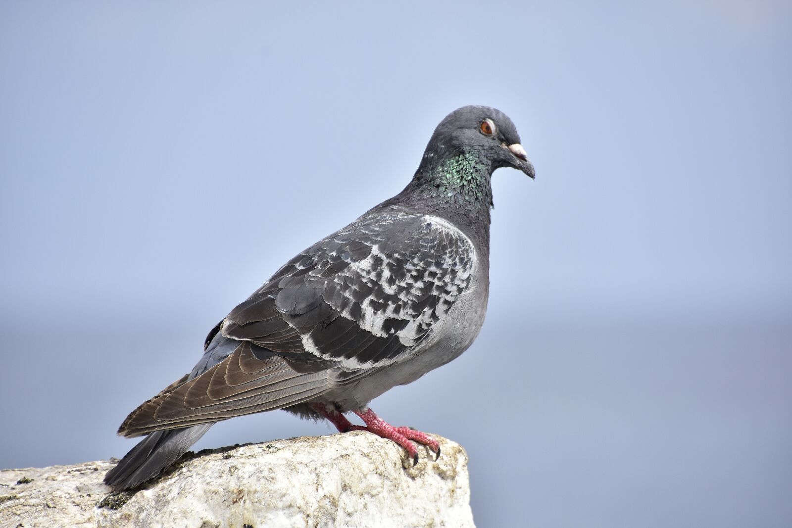Nikon D7200 sample photo. Paloma, birds, tenerife photography