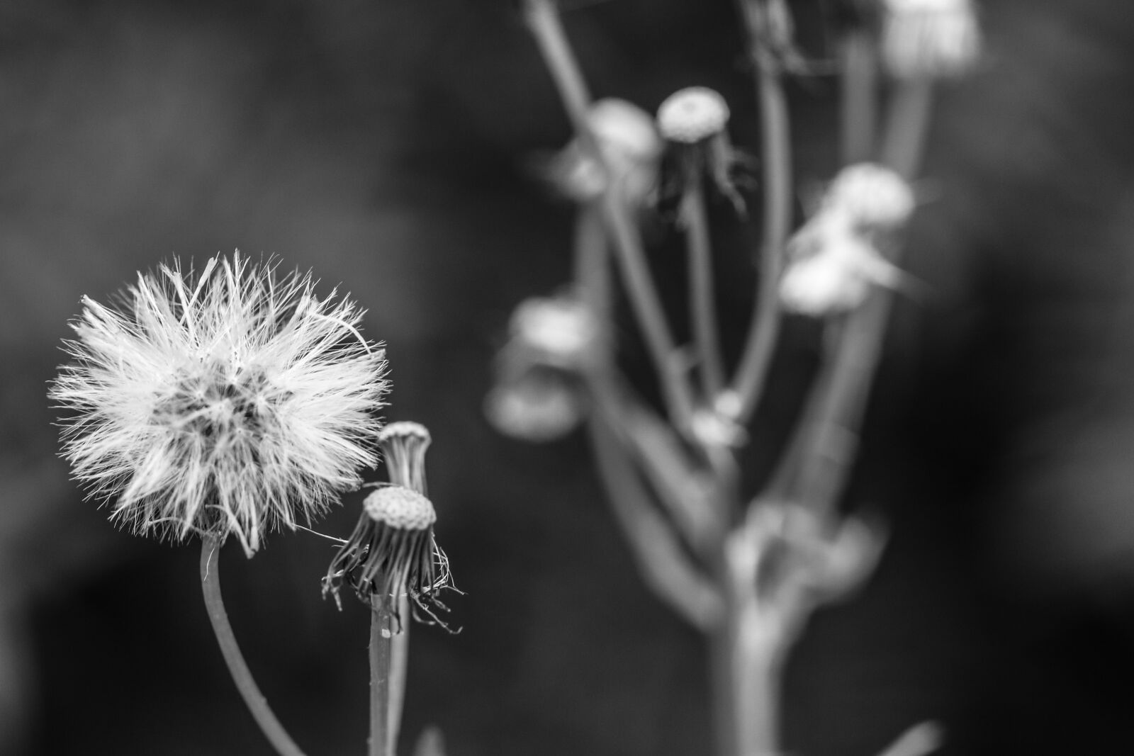 Canon EOS 7D Mark II sample photo. Dandelion, autumn, fall photography