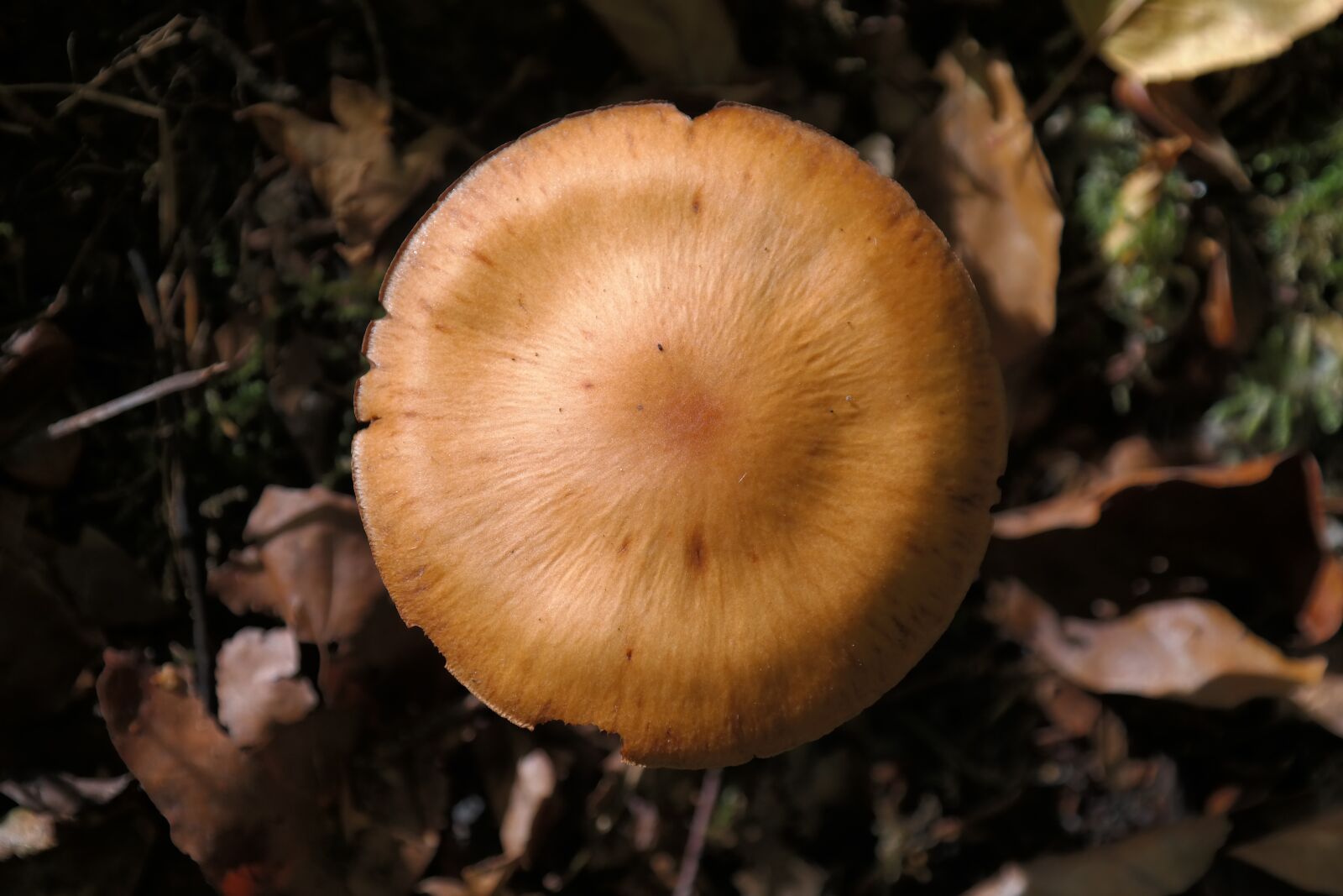 Samsung NX300 sample photo. Mushroom, forest, sharp gebuckelter photography