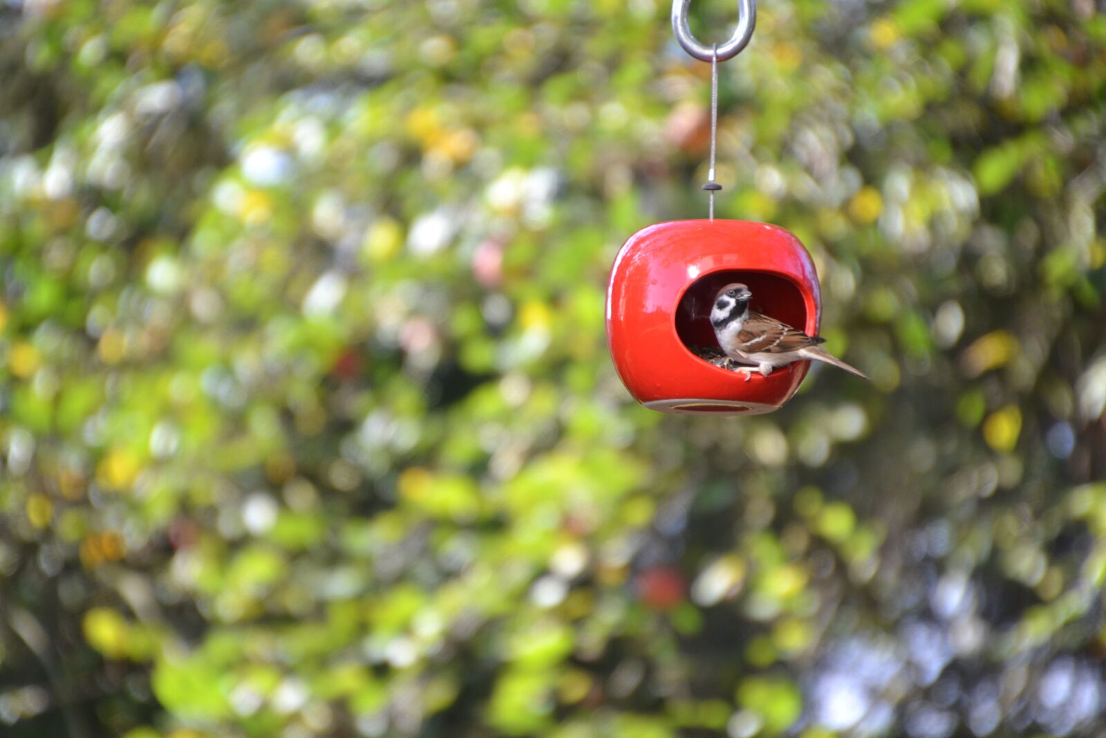 Nikon D3100 sample photo. Sparrow, sperling, bird photography
