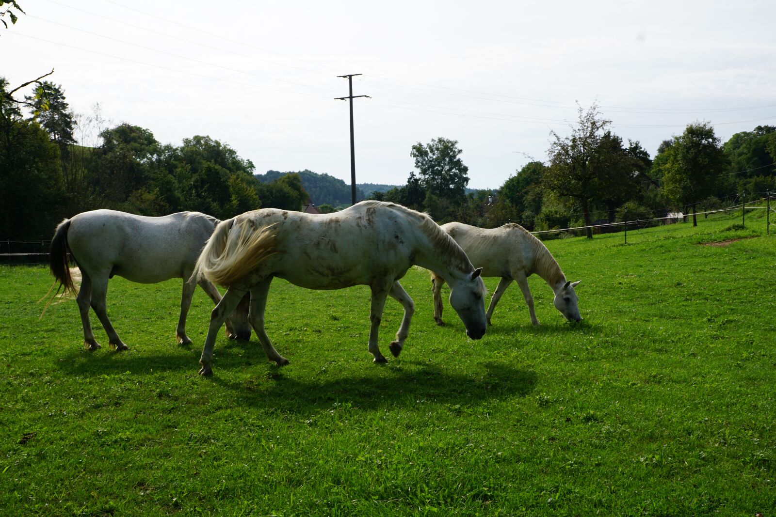 Sony ILCA-77M2 + Sony DT 16-50mm F2.8 SSM sample photo. Horse, pasture, summer photography
