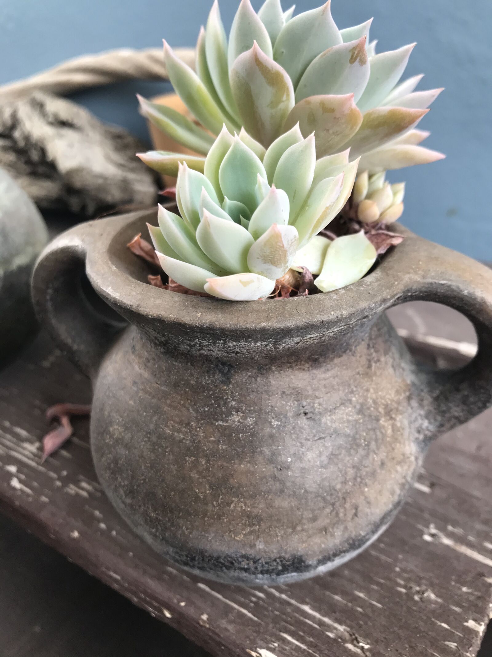 iPhone 7 back camera 3.99mm f/1.8 sample photo. Succulent, plant, cactus photography