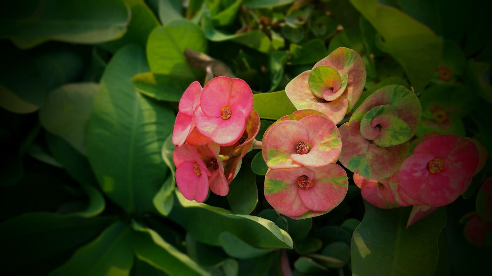 Samsung Galaxy Note4 sample photo. Beautiful, flowers, bed, of photography