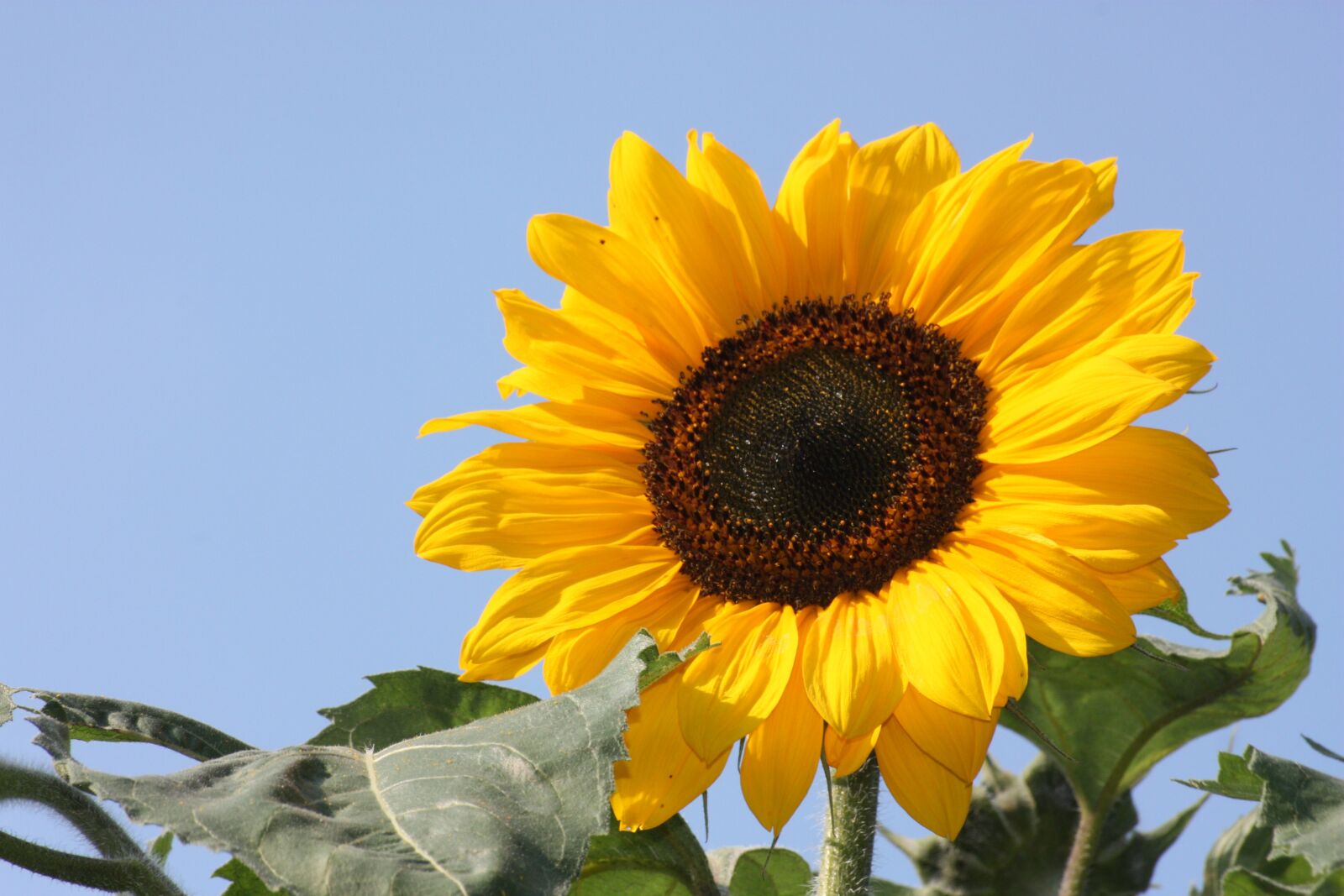 Canon EOS 450D (EOS Rebel XSi / EOS Kiss X2) sample photo. Sunflower, flower, nature photography