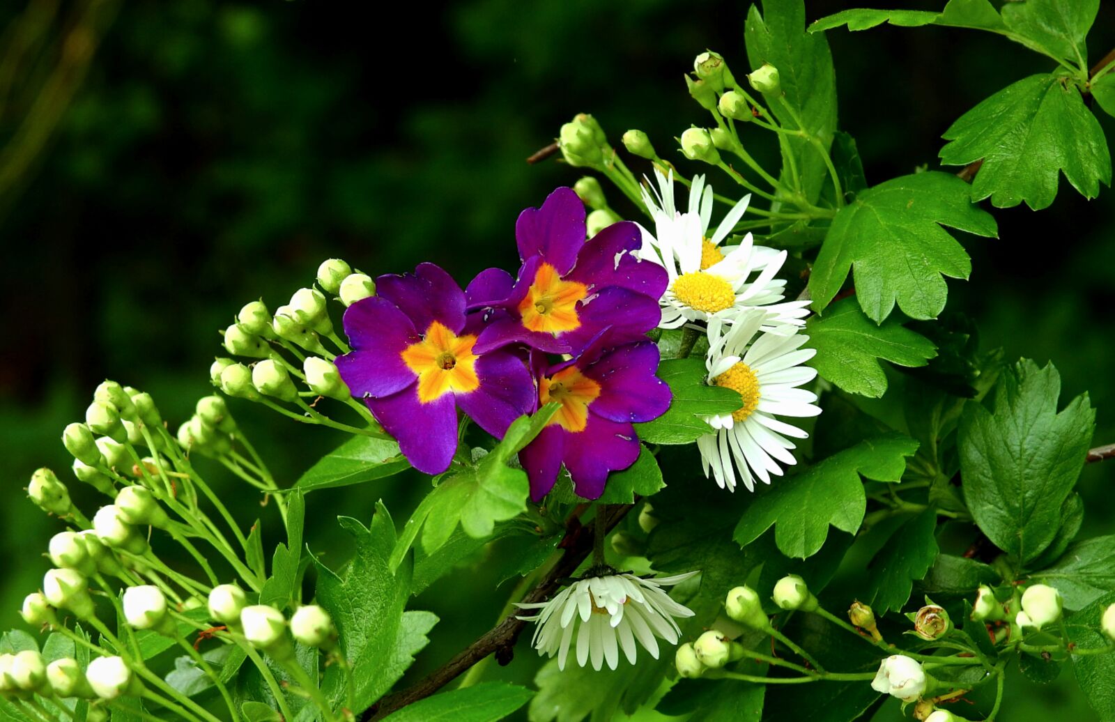 Nikon Coolpix P900 sample photo. Flowers, flowering, spring photography