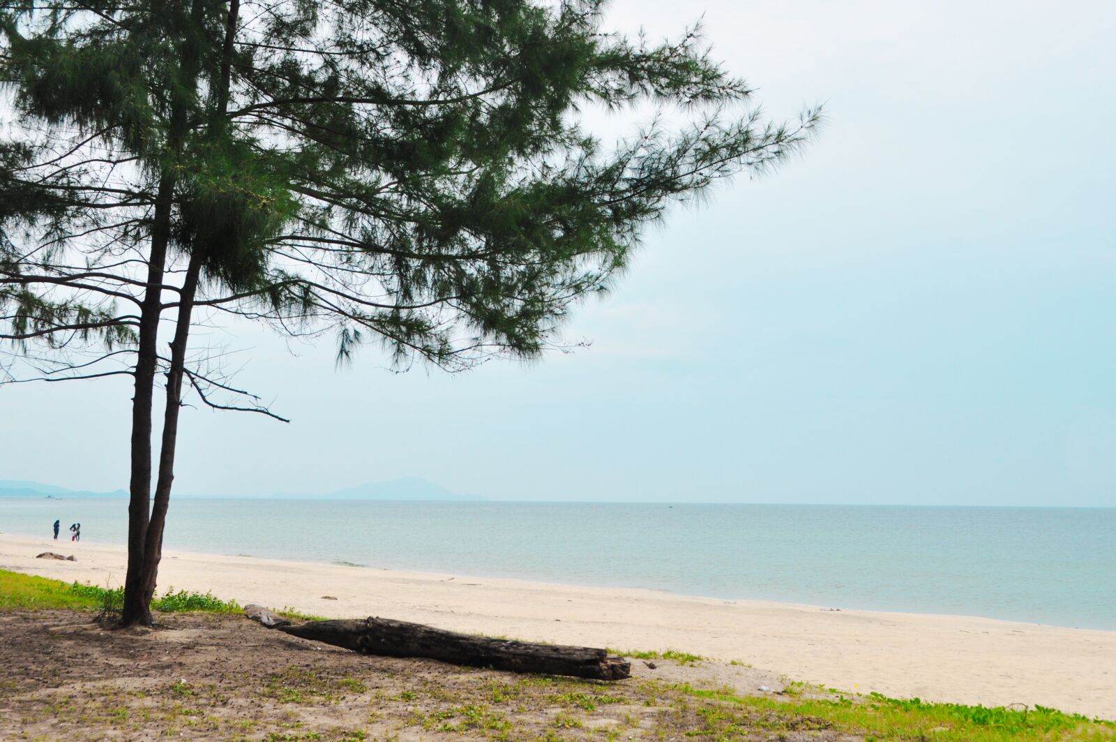 Nikon D5000 sample photo. Beach, tree, seashore photography