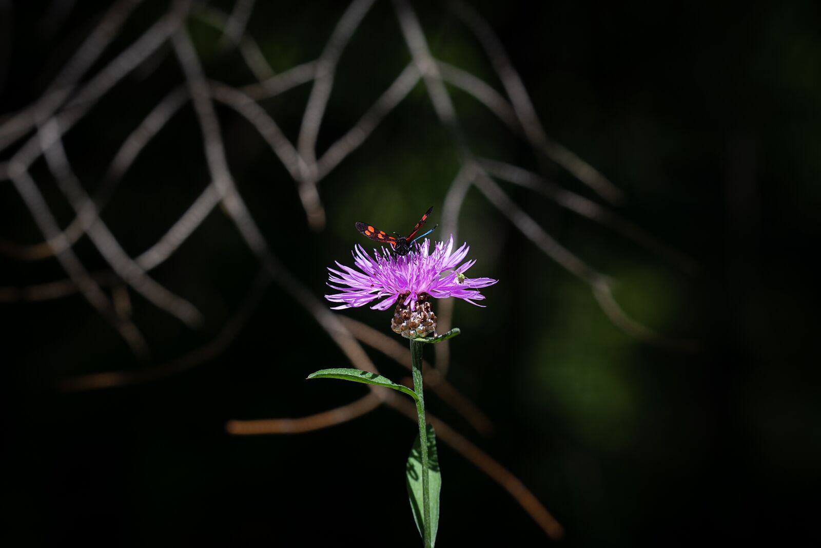 Nikon D7100 sample photo. Flower, plant, forest flower photography