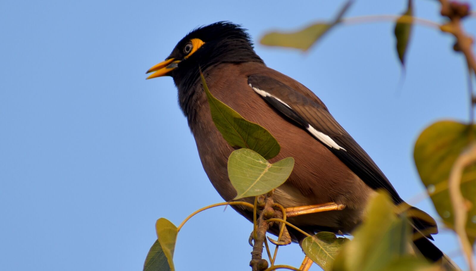 Nikon D5600 sample photo. Bird, wildlife, nature photography