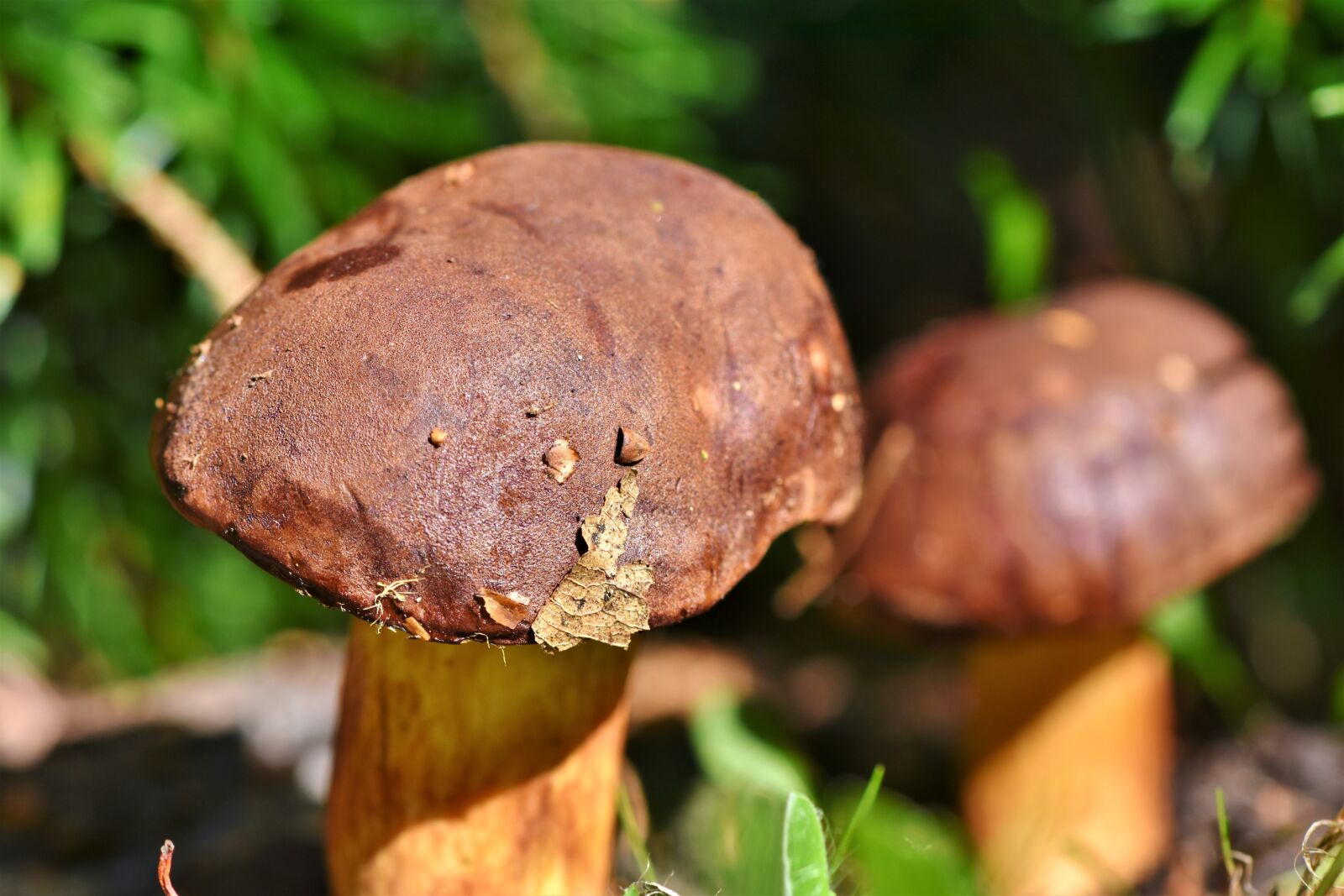 Nikon D7200 sample photo. Cep, mushroom, tube mushroom photography