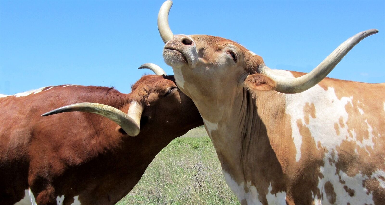 Canon PowerShot SX220 HS sample photo. Longhorn, cattle, cow photography