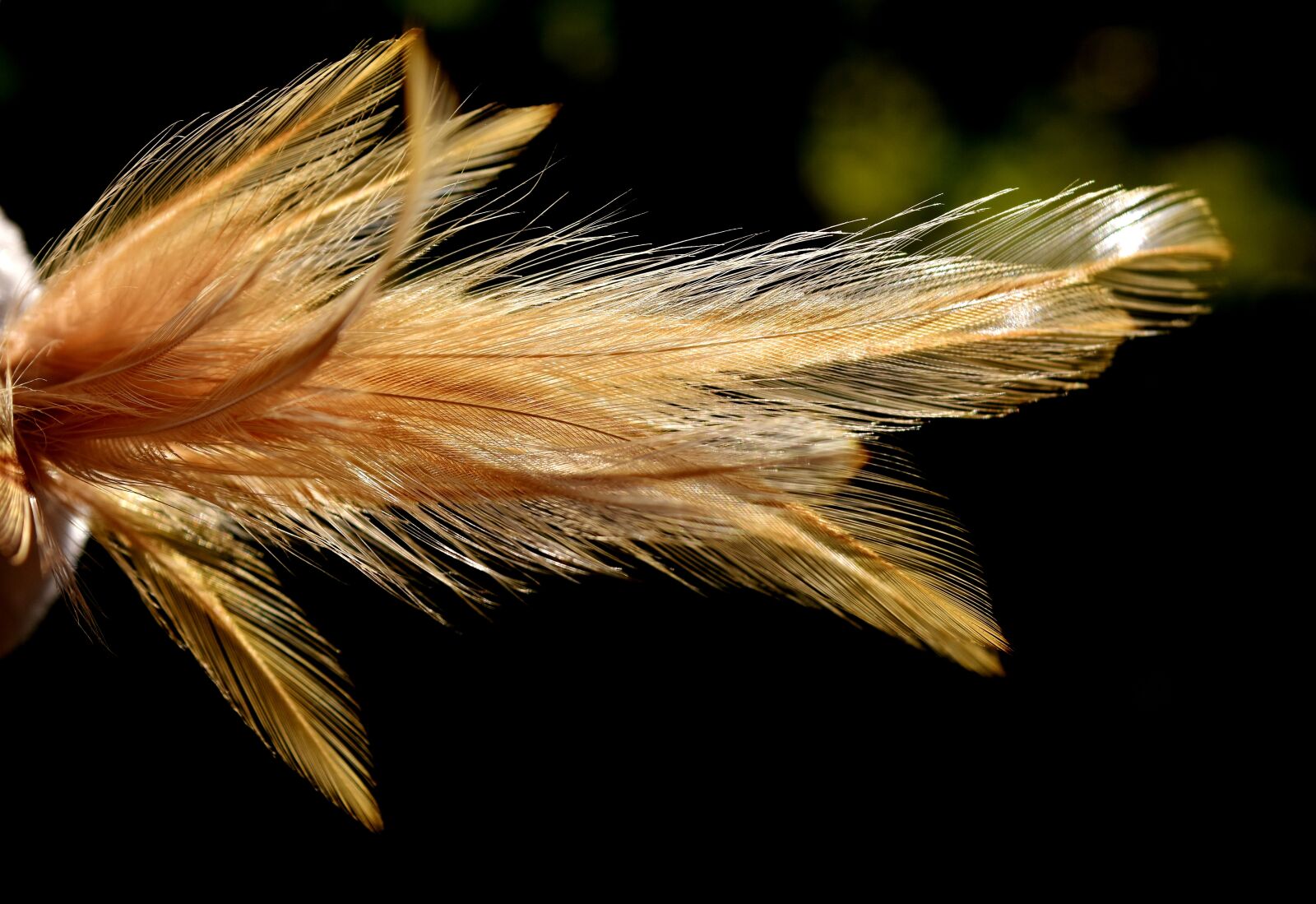 Nikon D7200 sample photo. Feather, color, plumage photography