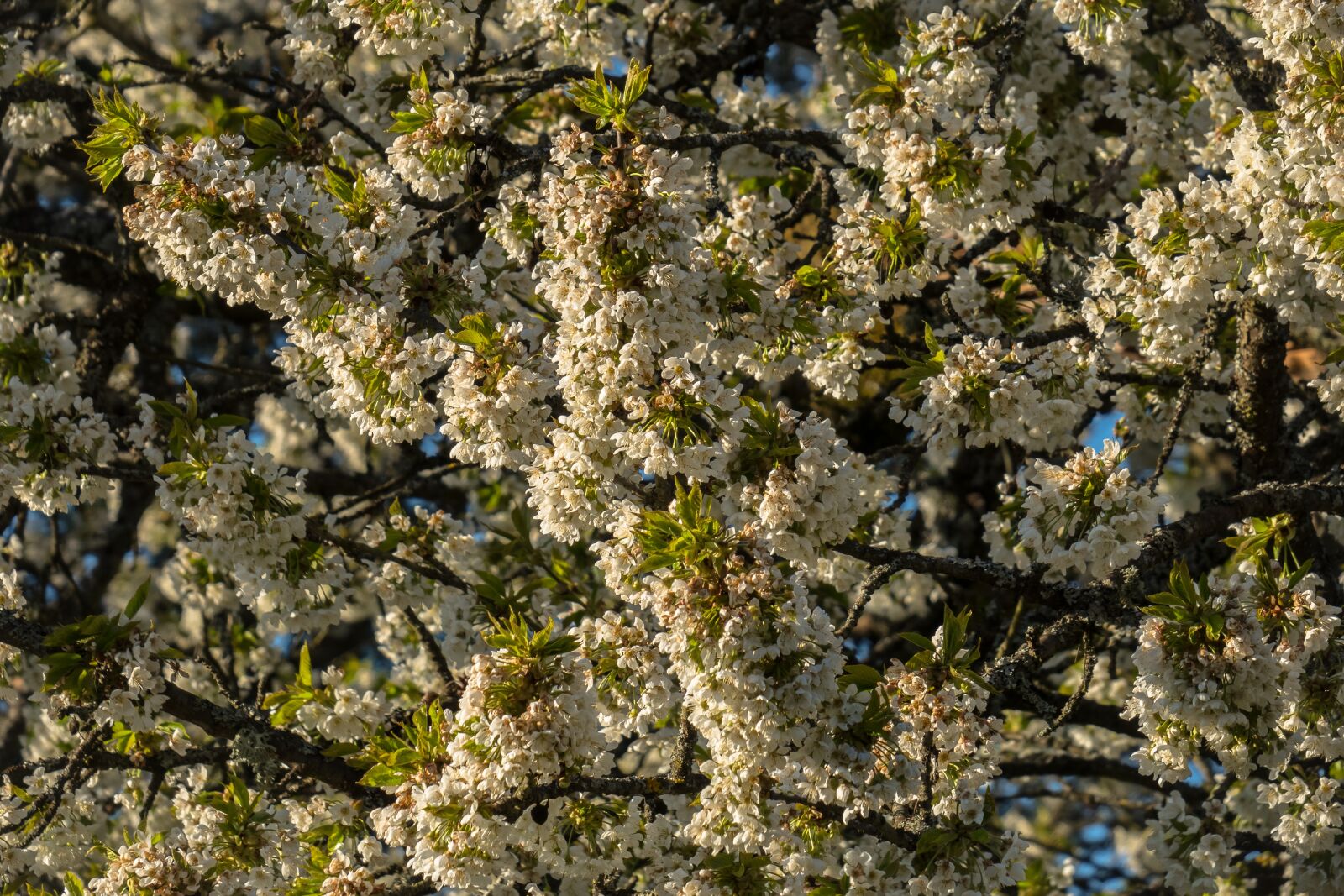 Canon PowerShot G3 X sample photo. Fruit tree blossoming, apple photography