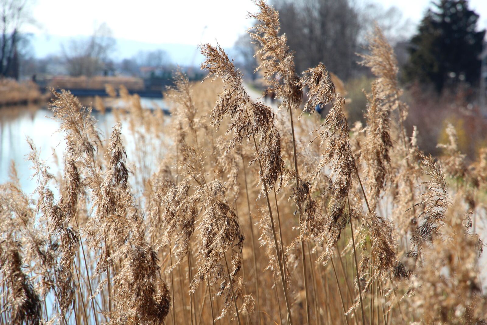 Canon EOS 600D (Rebel EOS T3i / EOS Kiss X5) sample photo. Reed, water, bank photography