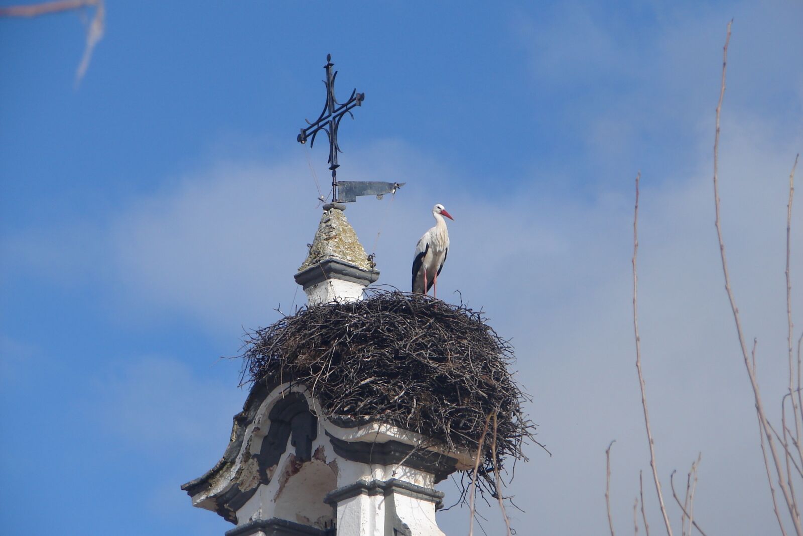Sony DSC-H1 sample photo. Nest, ave, sky photography