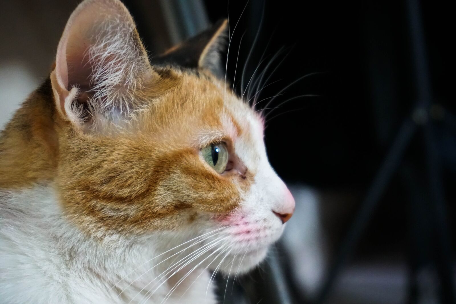 Sony a6500 sample photo. Nara, cat, gata photography