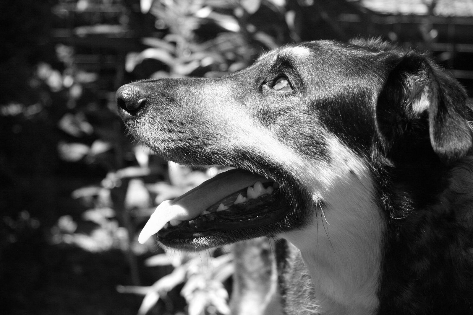 Canon EOS 40D sample photo. Dog, portrait, original work photography