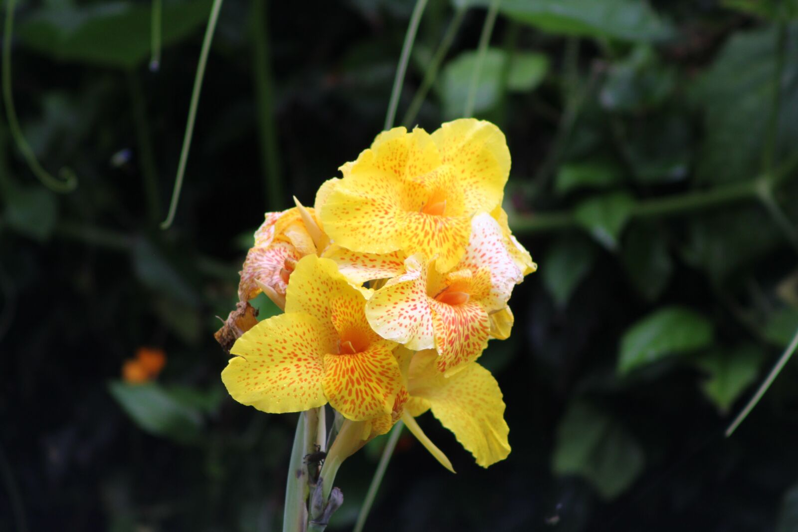 Canon EOS 1300D (EOS Rebel T6 / EOS Kiss X80) sample photo. Yellow flower, floral, nature photography