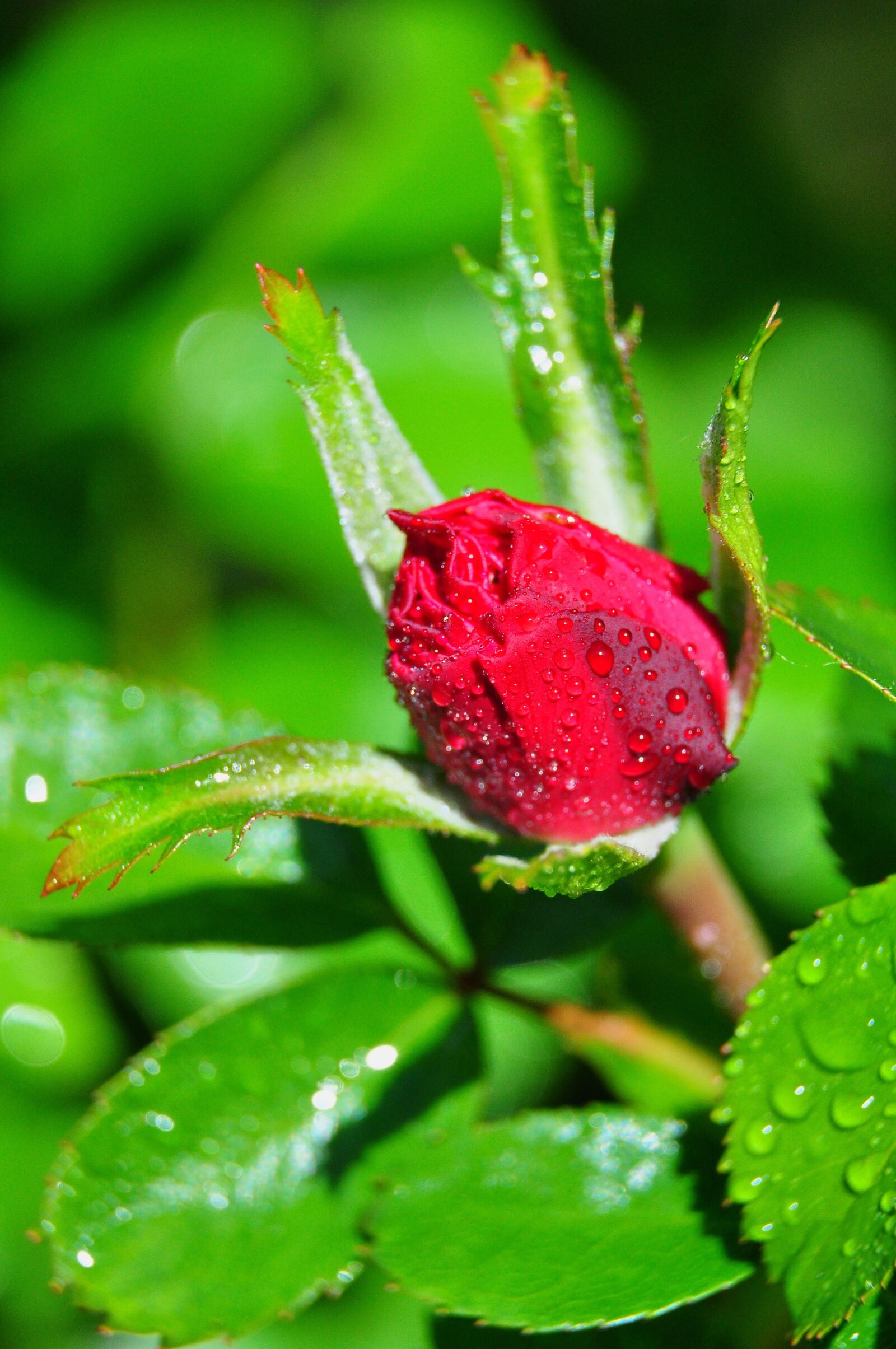 Nikon D5000 sample photo. Rose, red, flower photography
