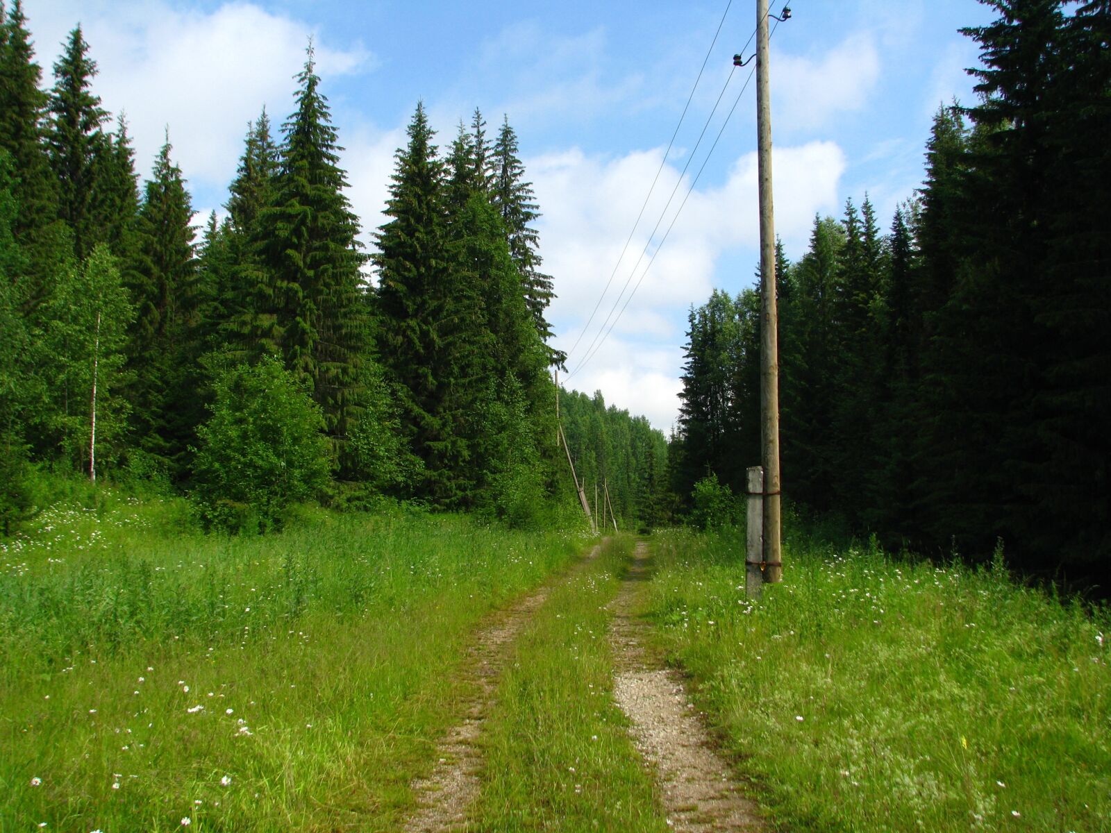 Canon POWERSHOT S5 IS sample photo. Forest, road, wake up photography