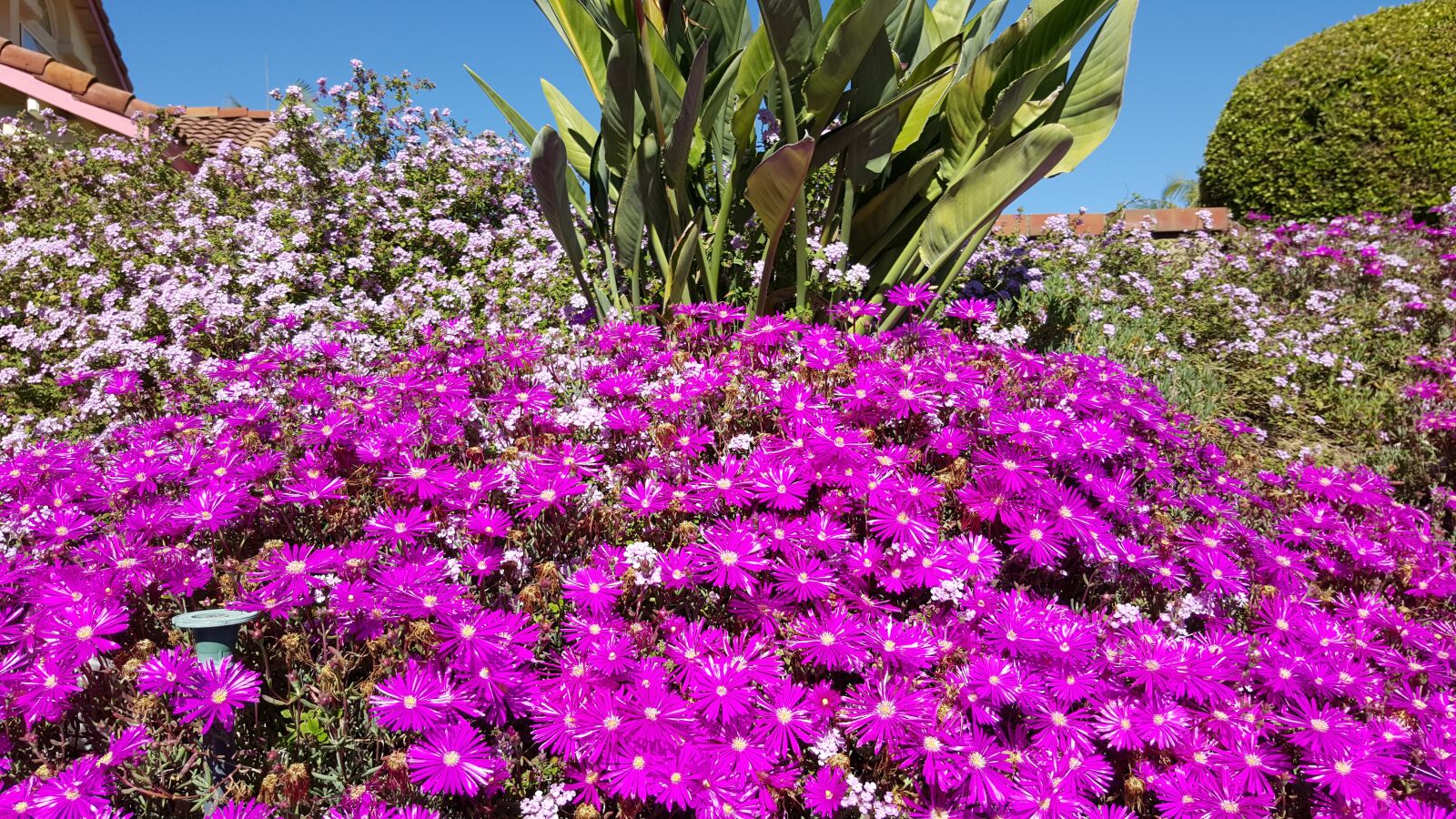 Samsung GALAXY S6 edge sample photo. Flower, pink, blossom photography