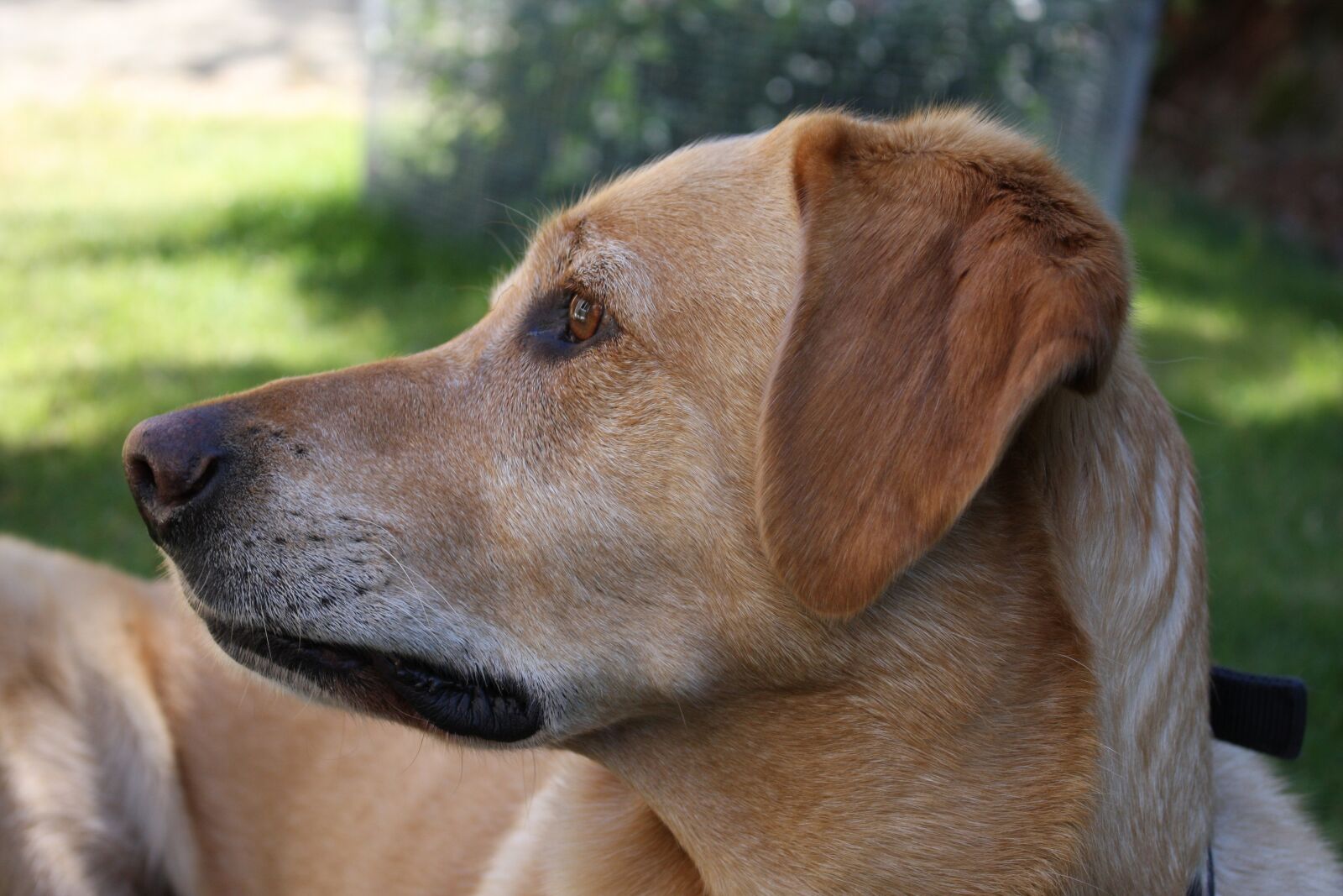 Canon EOS 40D sample photo. Dog, portrait, golden photography